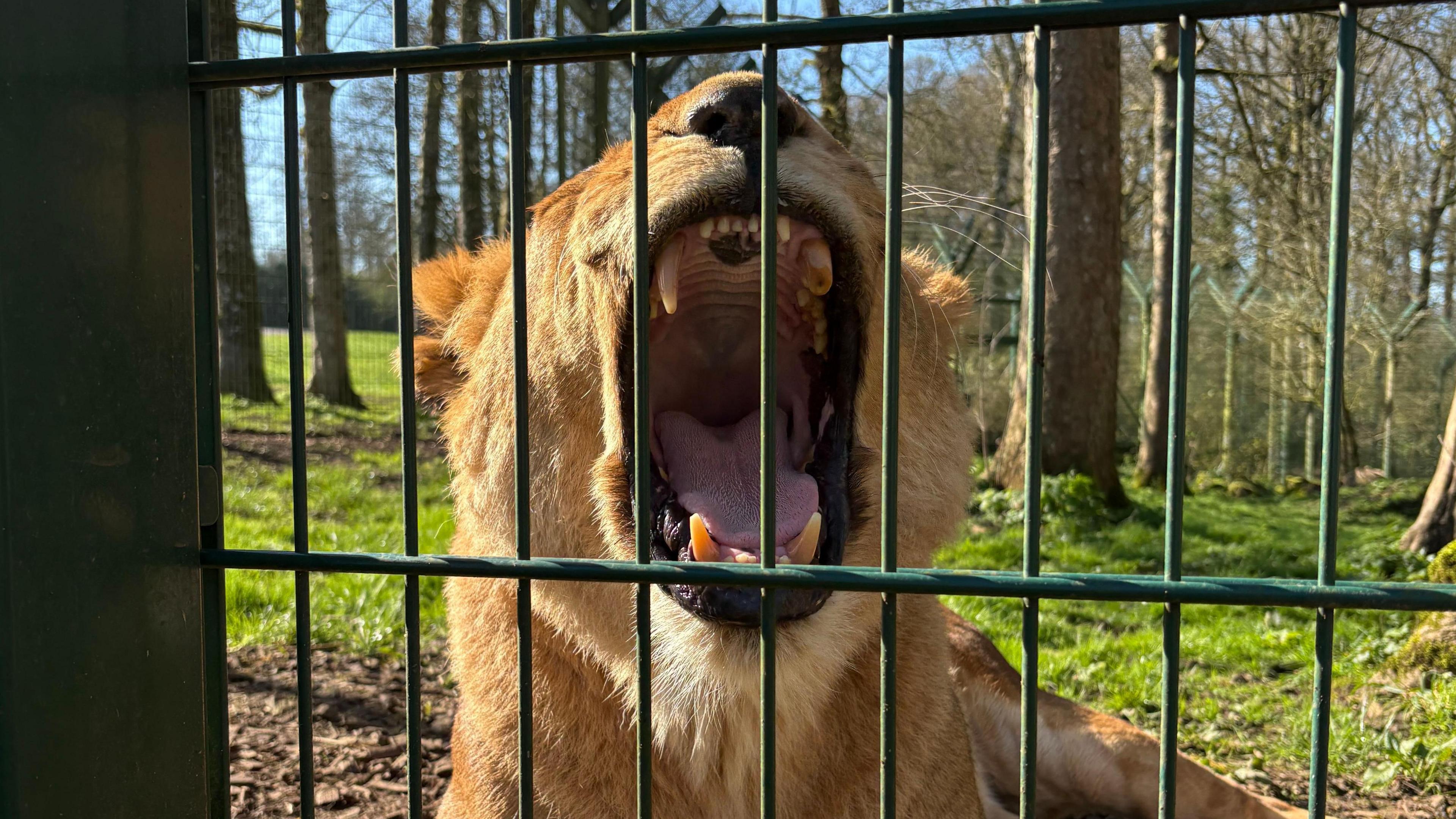 I was chased by the lions of Longleat Safari Park' - BBC News