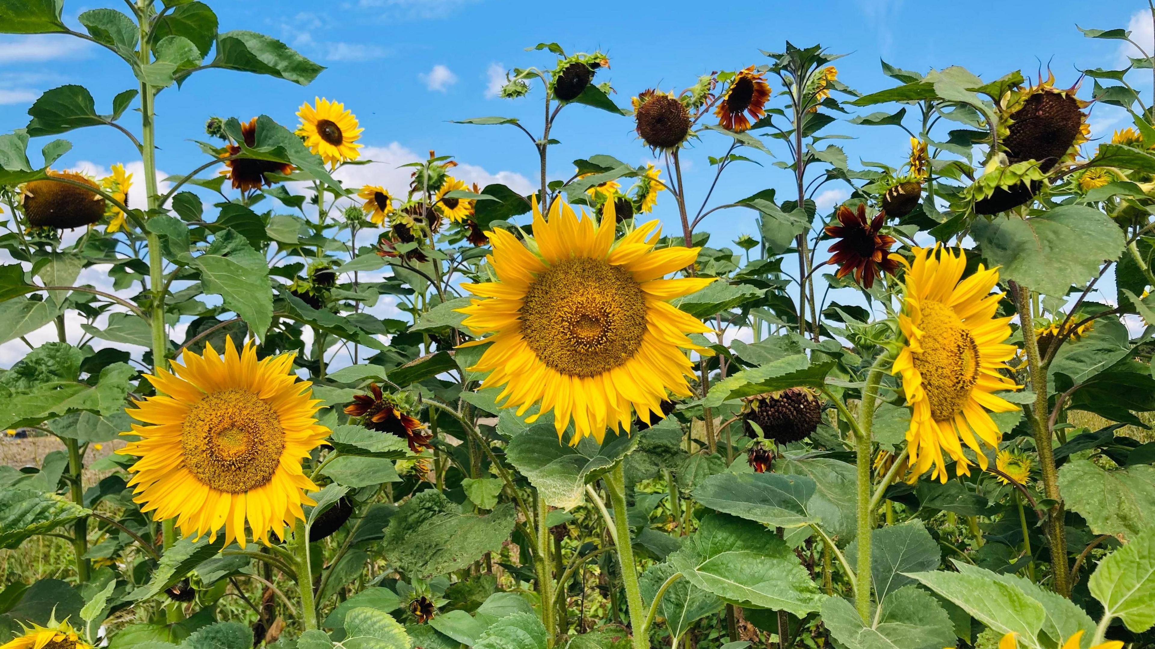 Sunflowers against a bright blue sky. There are dozens of them with bright green stalks and leaves