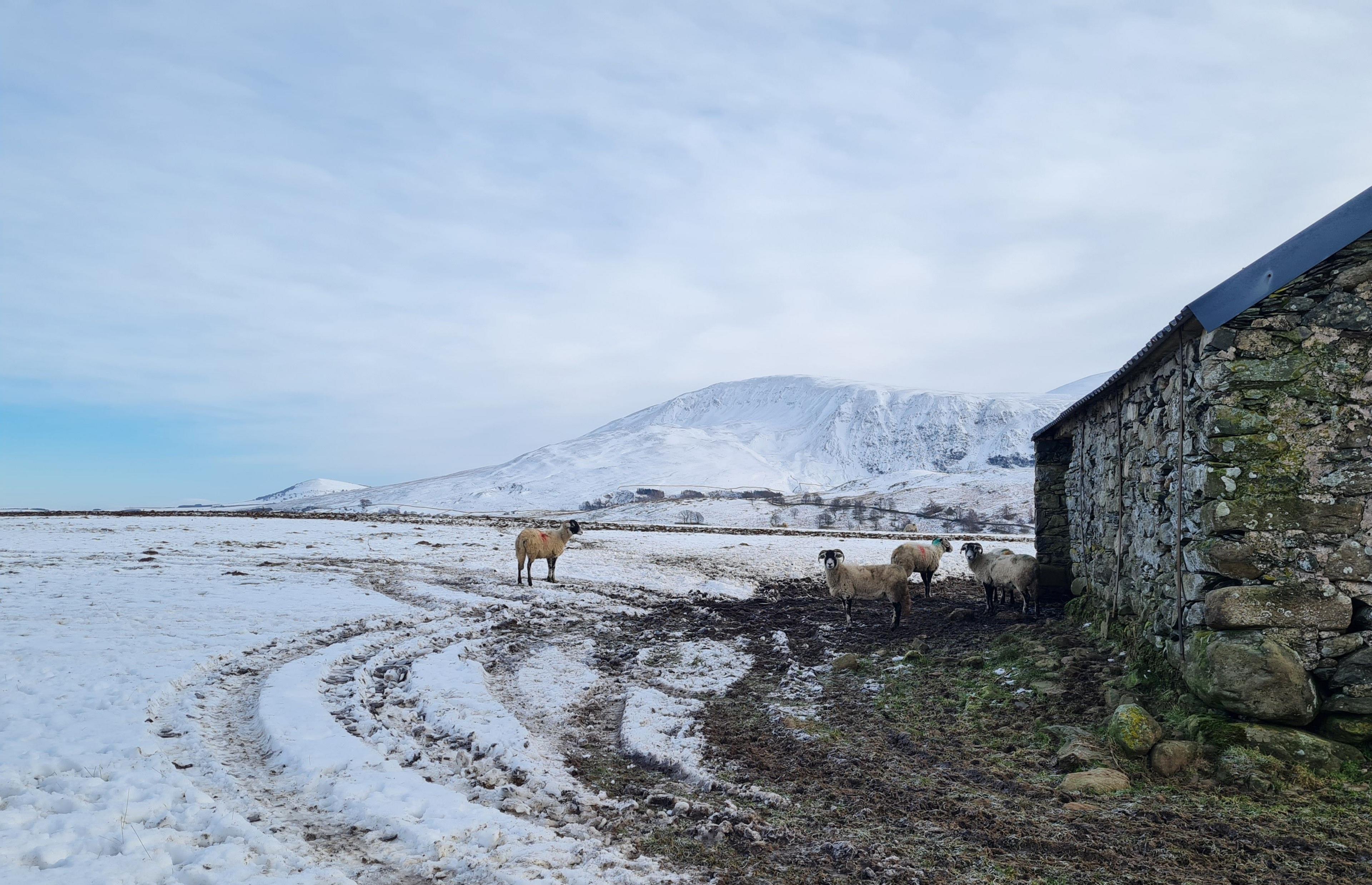 Sheep shelter behind a stone barn in a snowy landscape. There is a snow-covered mountain in the background.