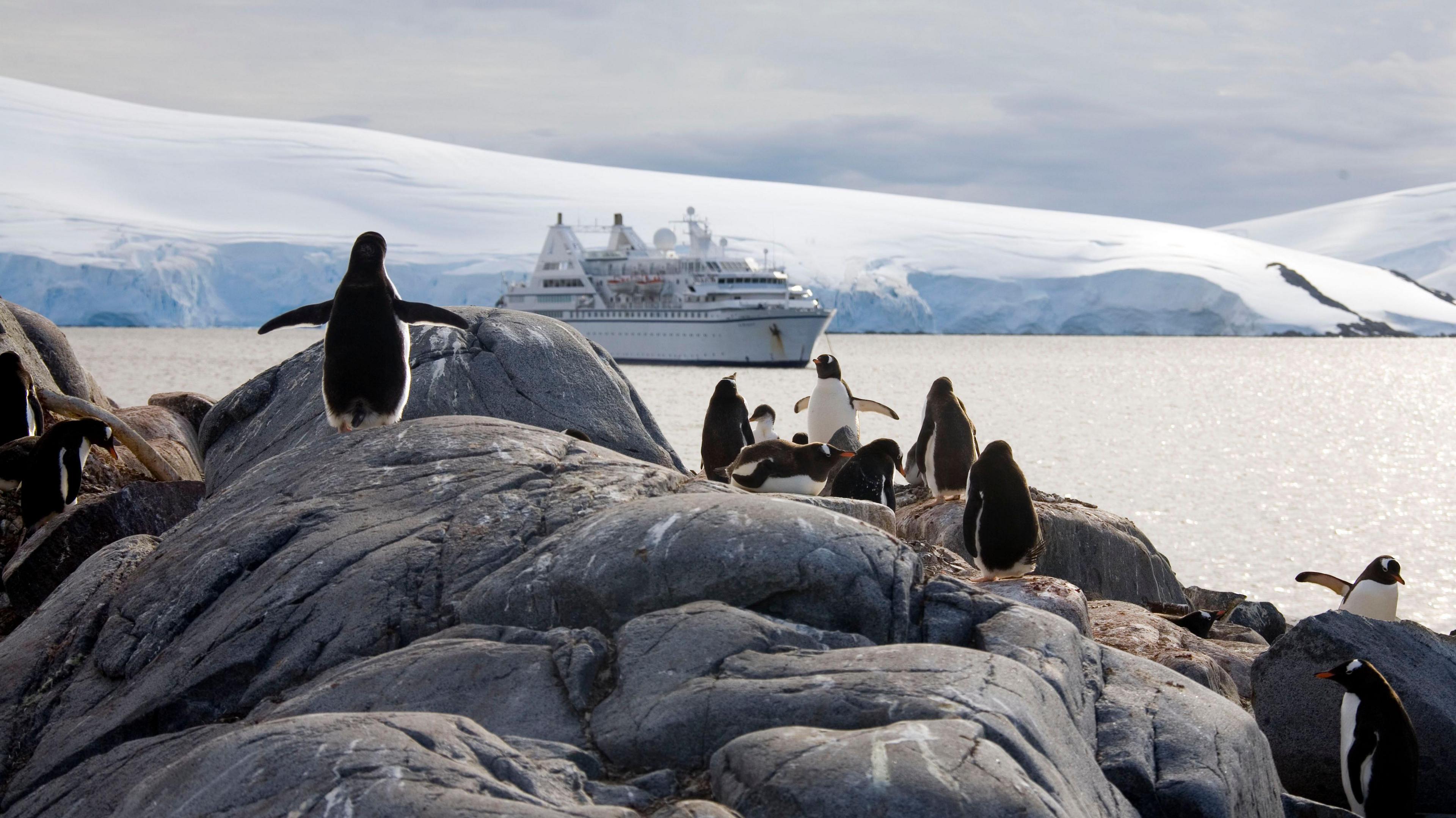 Gentoo penguins standing on the rocks of Goudier Island as a cruise ship approaches in the distance