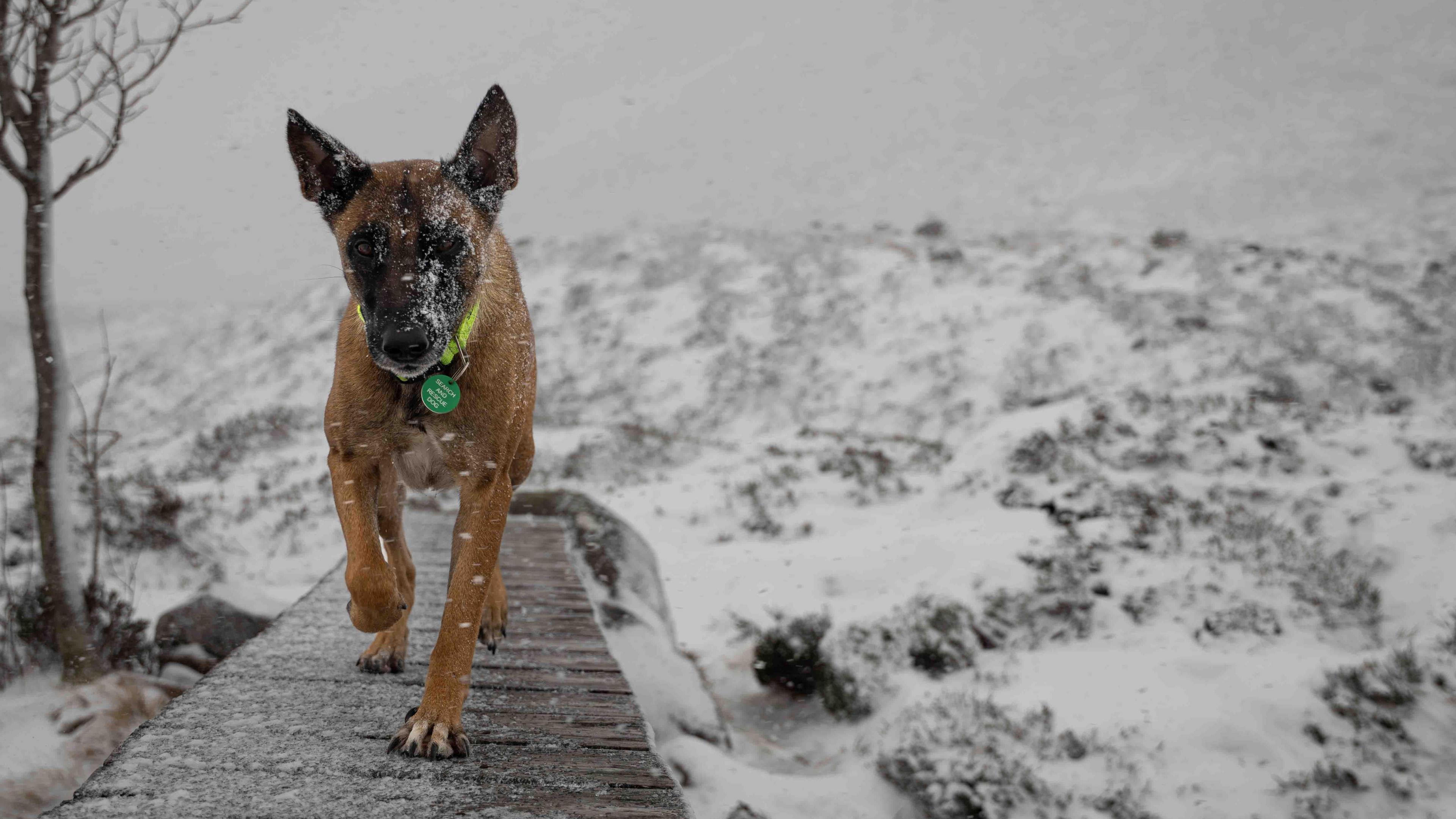 An avalanche forecaster's dog walks along a narrow path made from wooden planks. It is snowing and there is snow on the ground.