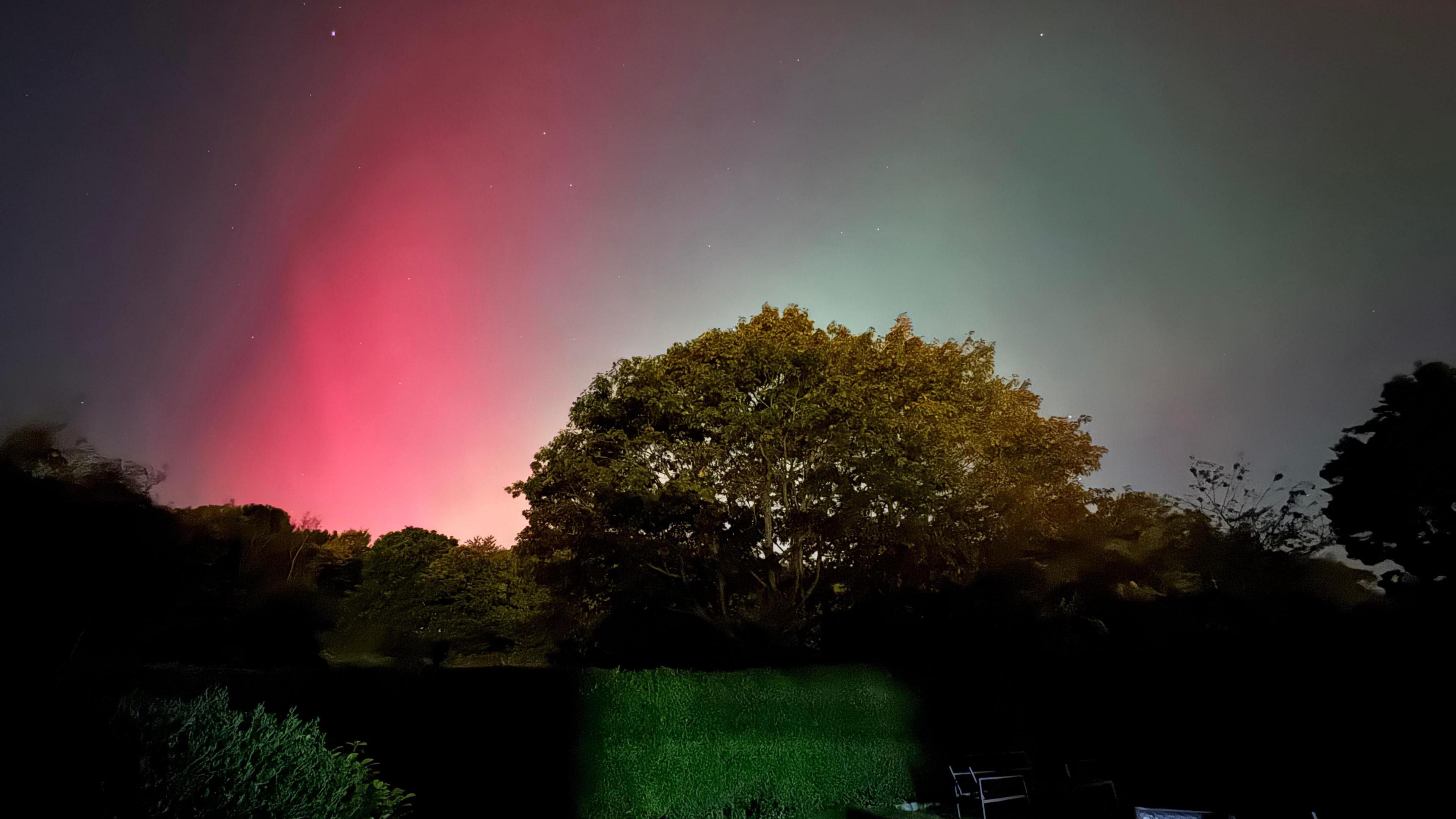 The Northern Lights visible in the sky. There are streaks of blue and pink. There is a tree and bushes in the bottom half of the image. 