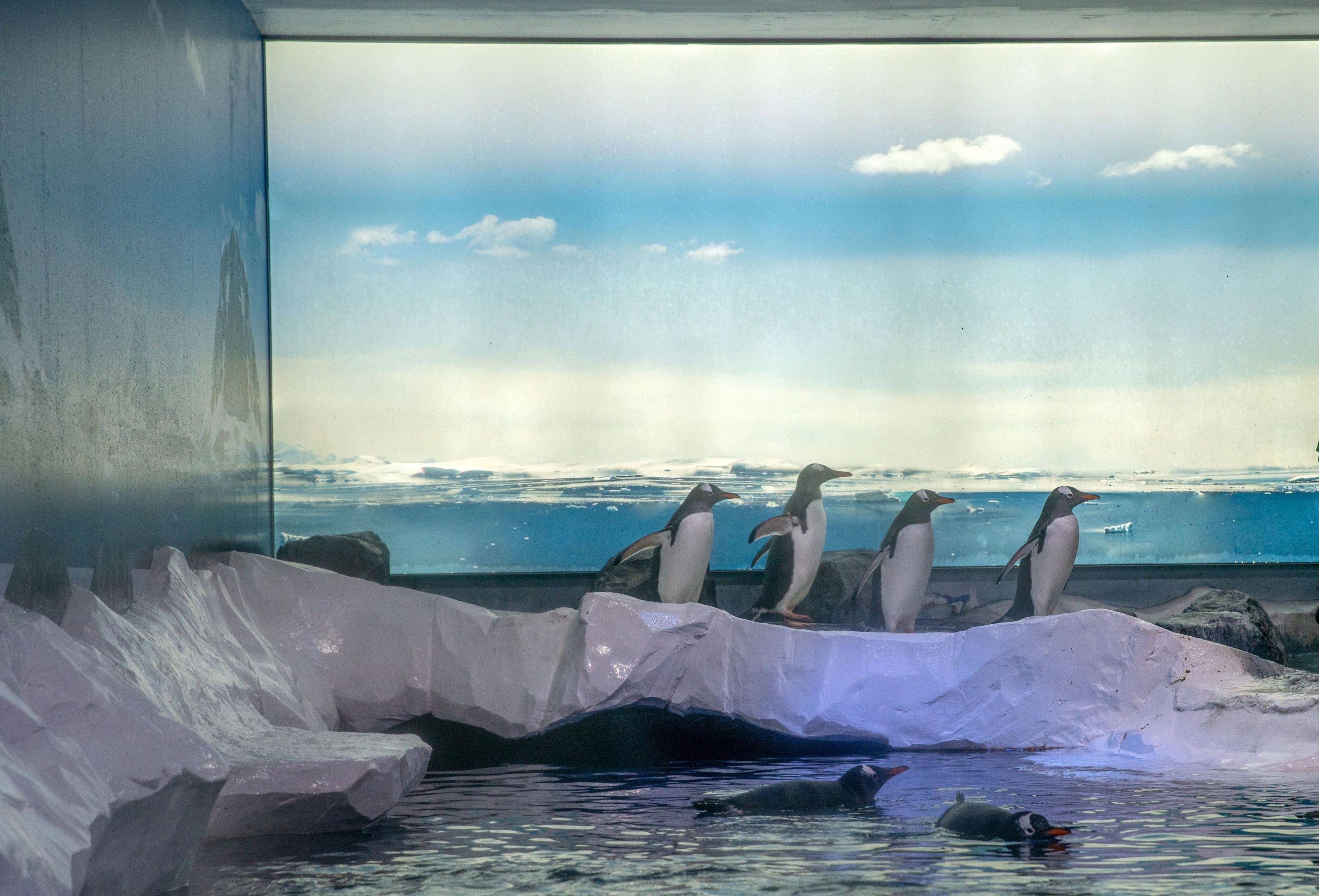 Undated handout photo of the Gentoo penguins' enclosure at Sea Life London Aquarium shows four penguin won a fake icy block and two other penguins swimming in water