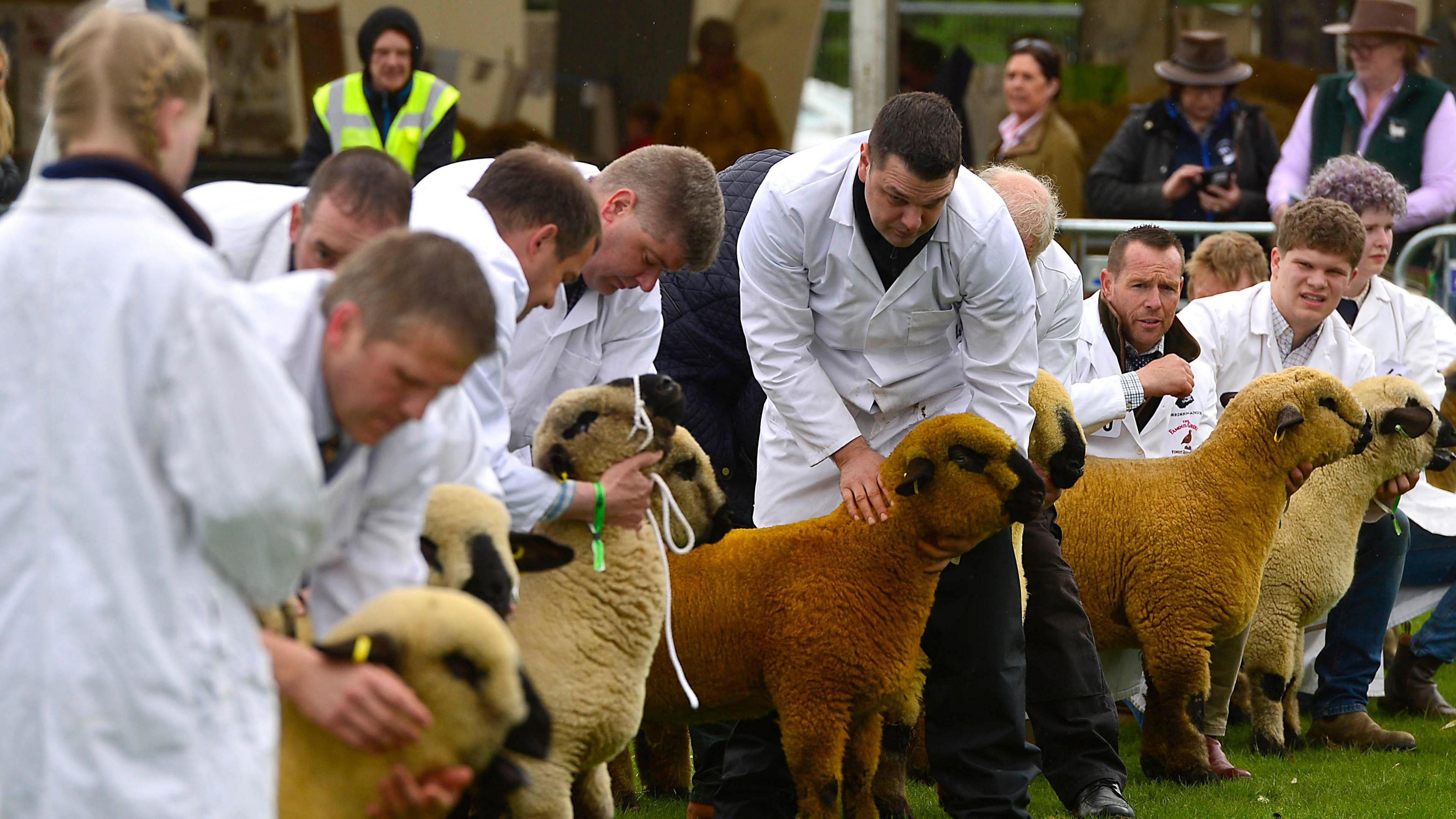 Sheep on show at Balmoral 2023