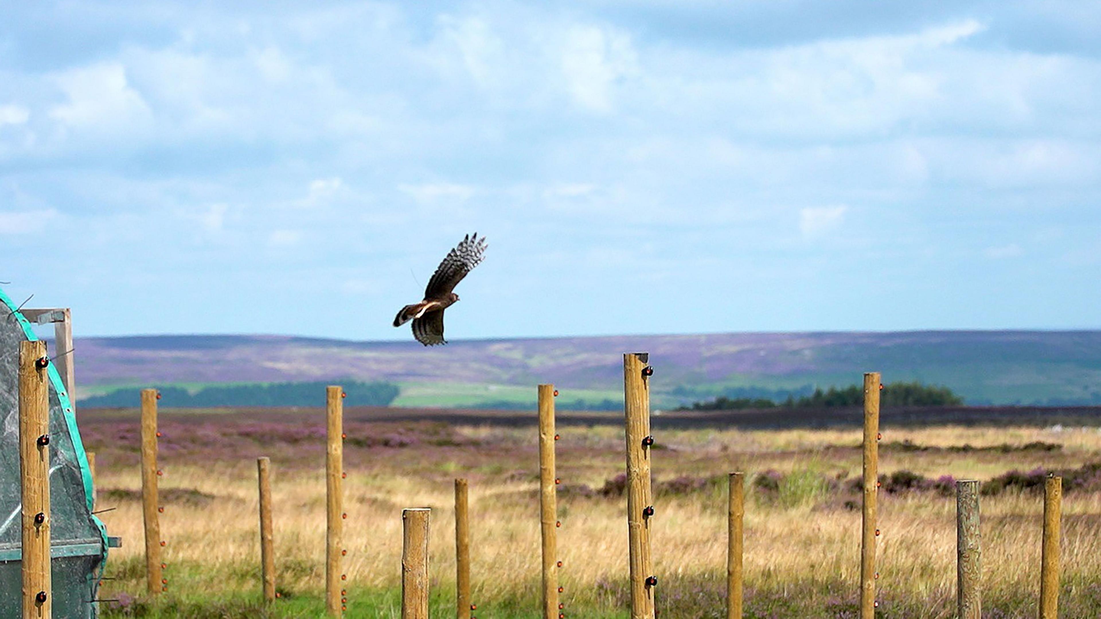 A hen harrier in flight with a row of poles in front and a purple moorland background 