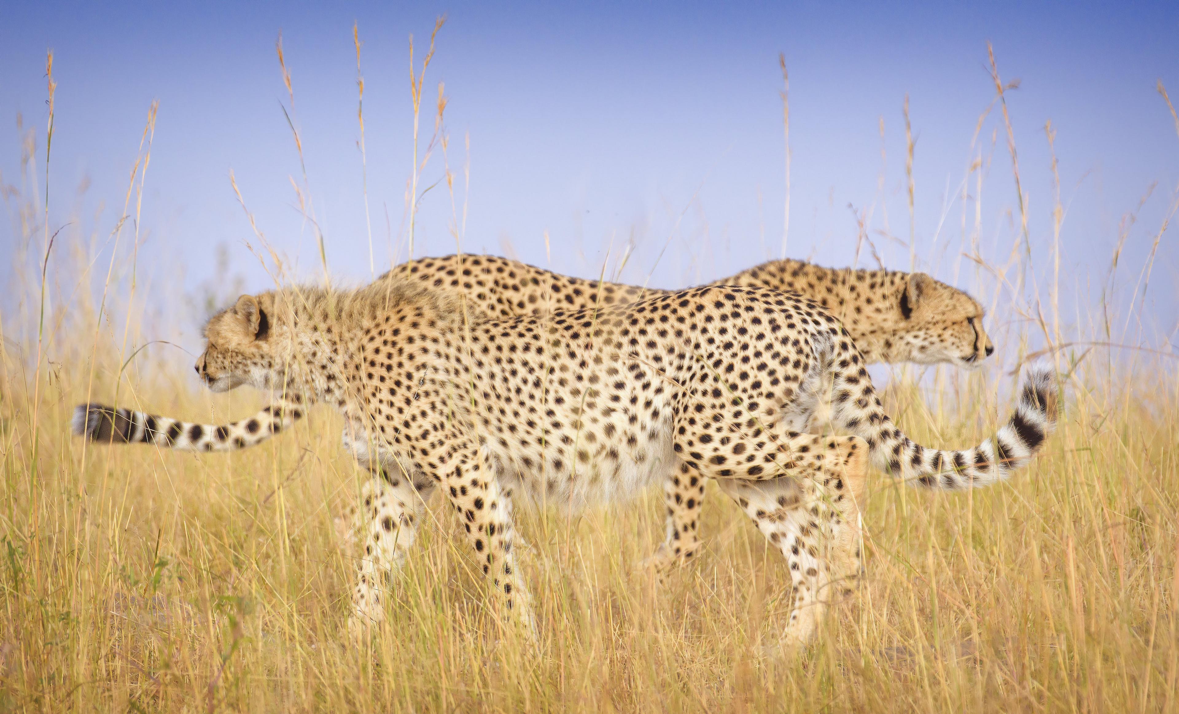 cheetahs-crossing-eachother-in-grass