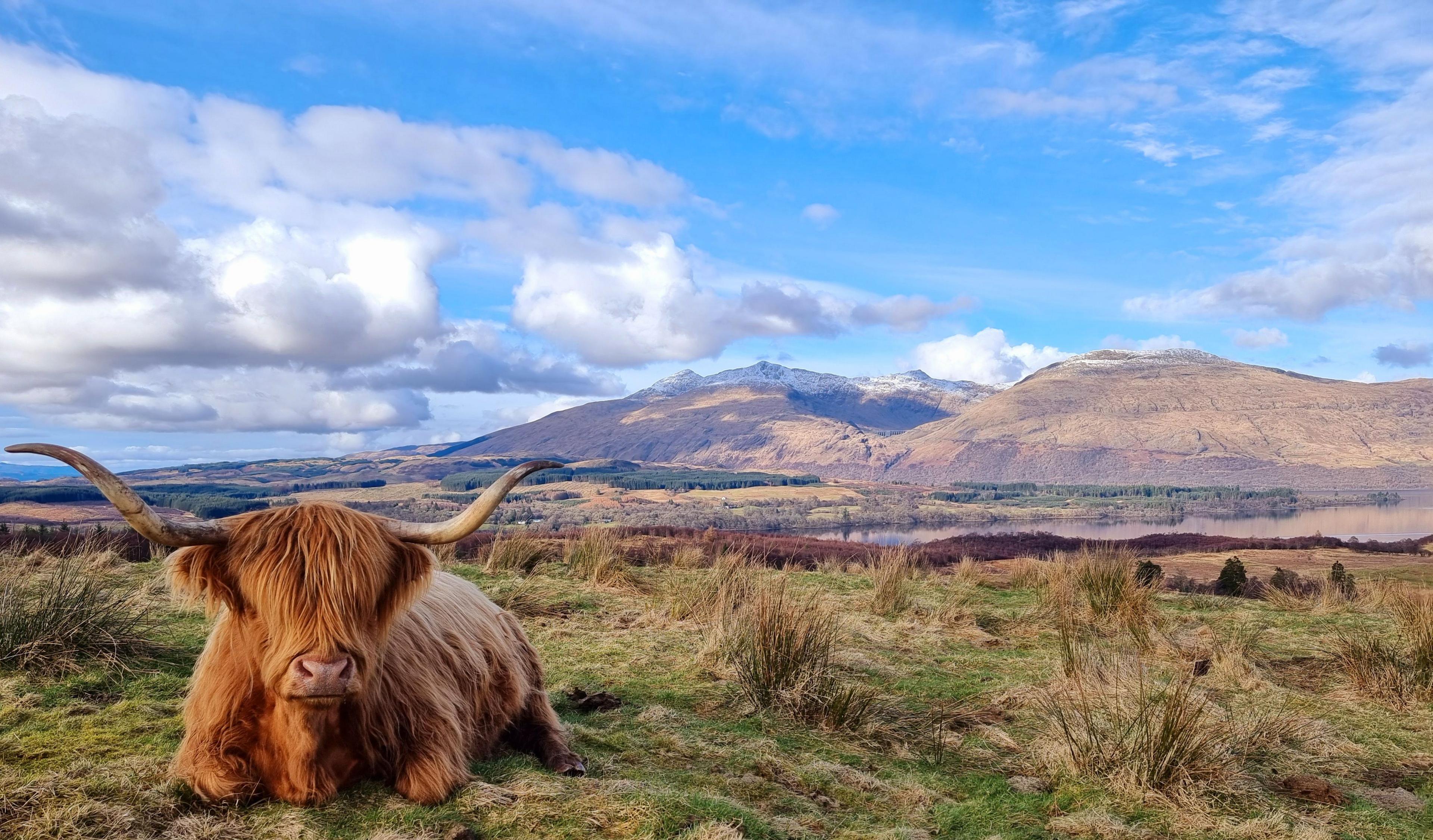 Highland cow sitting on grass with a scenic view of hills in the background