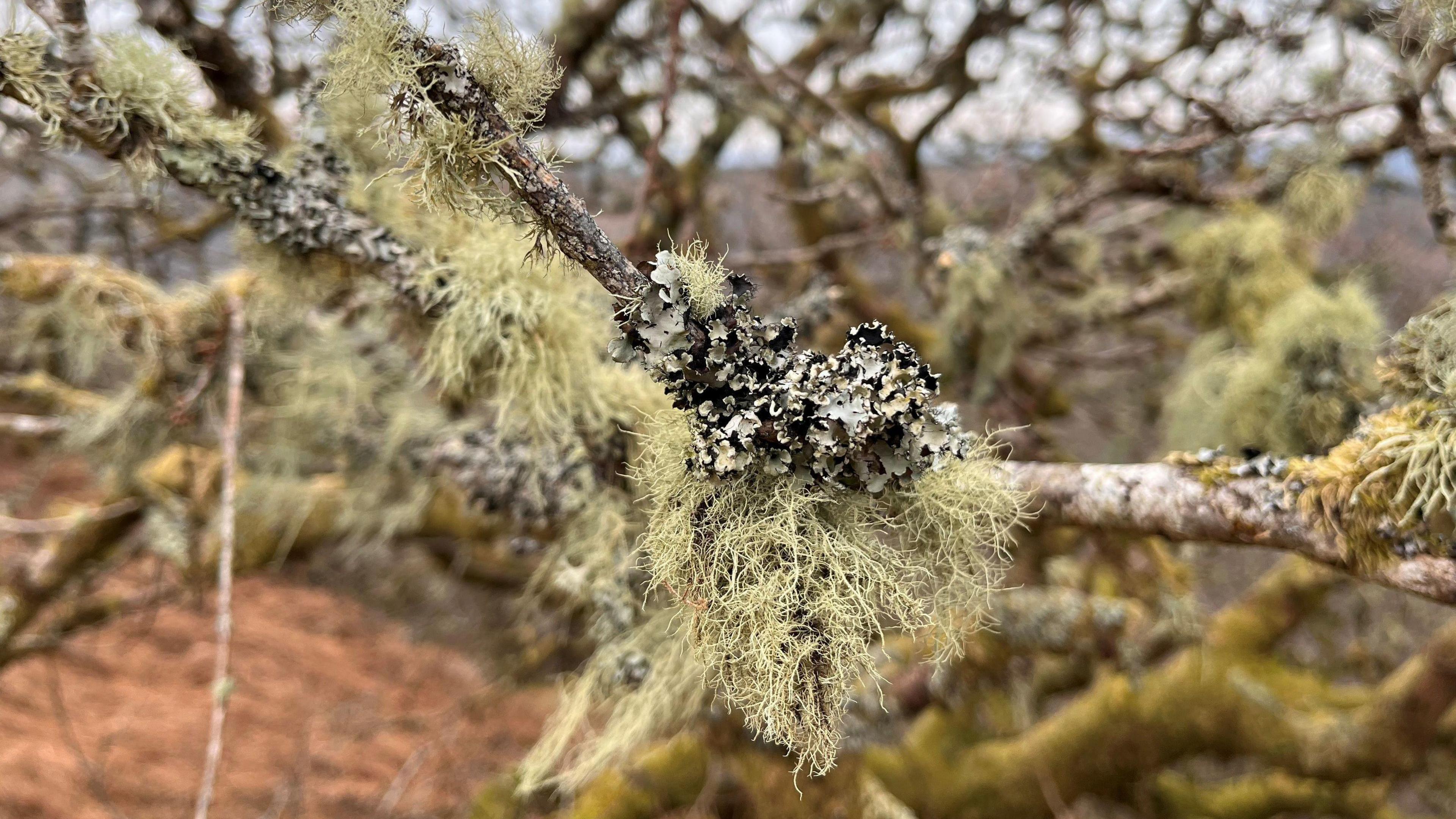 moss and lichen on a tree branch