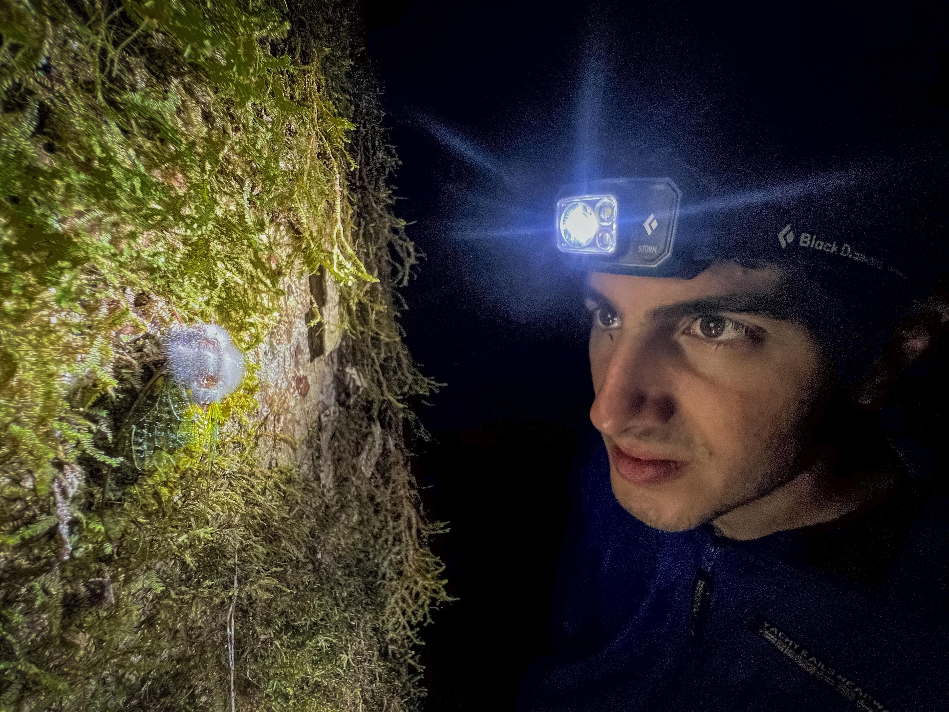 Dr Leonidas-Romanos Davranoglou looks at an insect on a tree