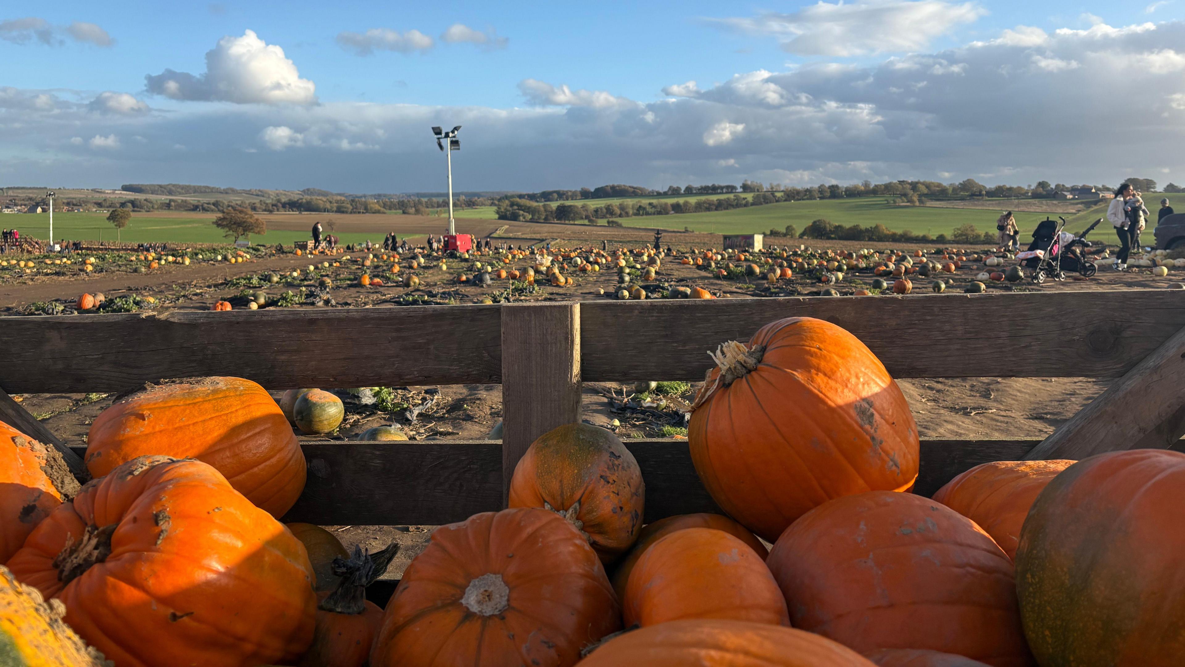 A vibrant outdoor pumpkin patch under a clear blue sky with scattered white clouds. In the foreground, there is a wooden crate filled with large, bright orange pumpkins, some with visible stems. Beyond the crate, the field stretches out into the distance, dotted with more pumpkins scattered across the soil. A few people can be seen walking in the background. The landscape behind the patch features gently rolling green hills and farmland.