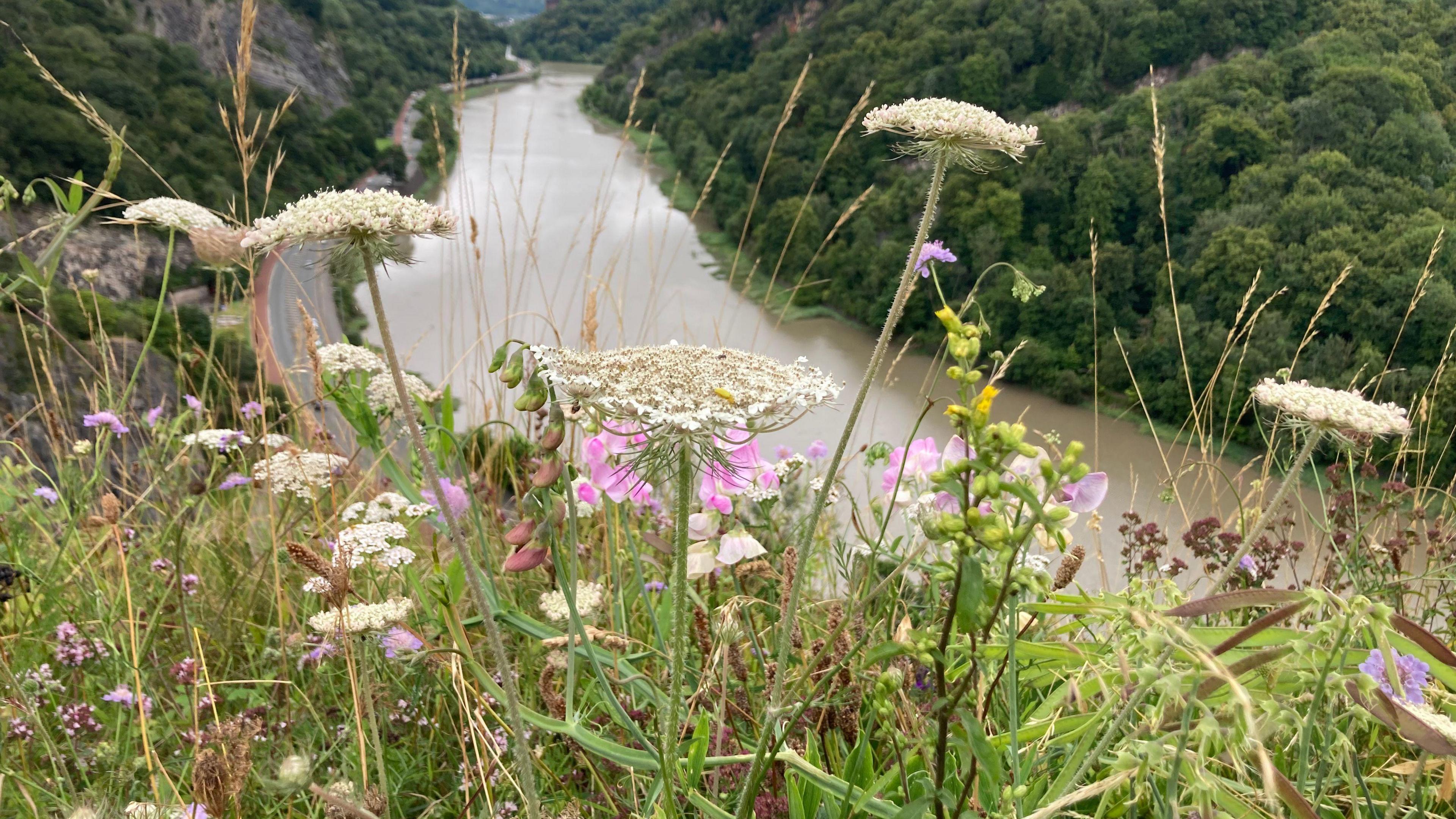 A shot of cow parsley and other wildflowers over the Avon Gorge with the river Avon in the background and the portway road to the left