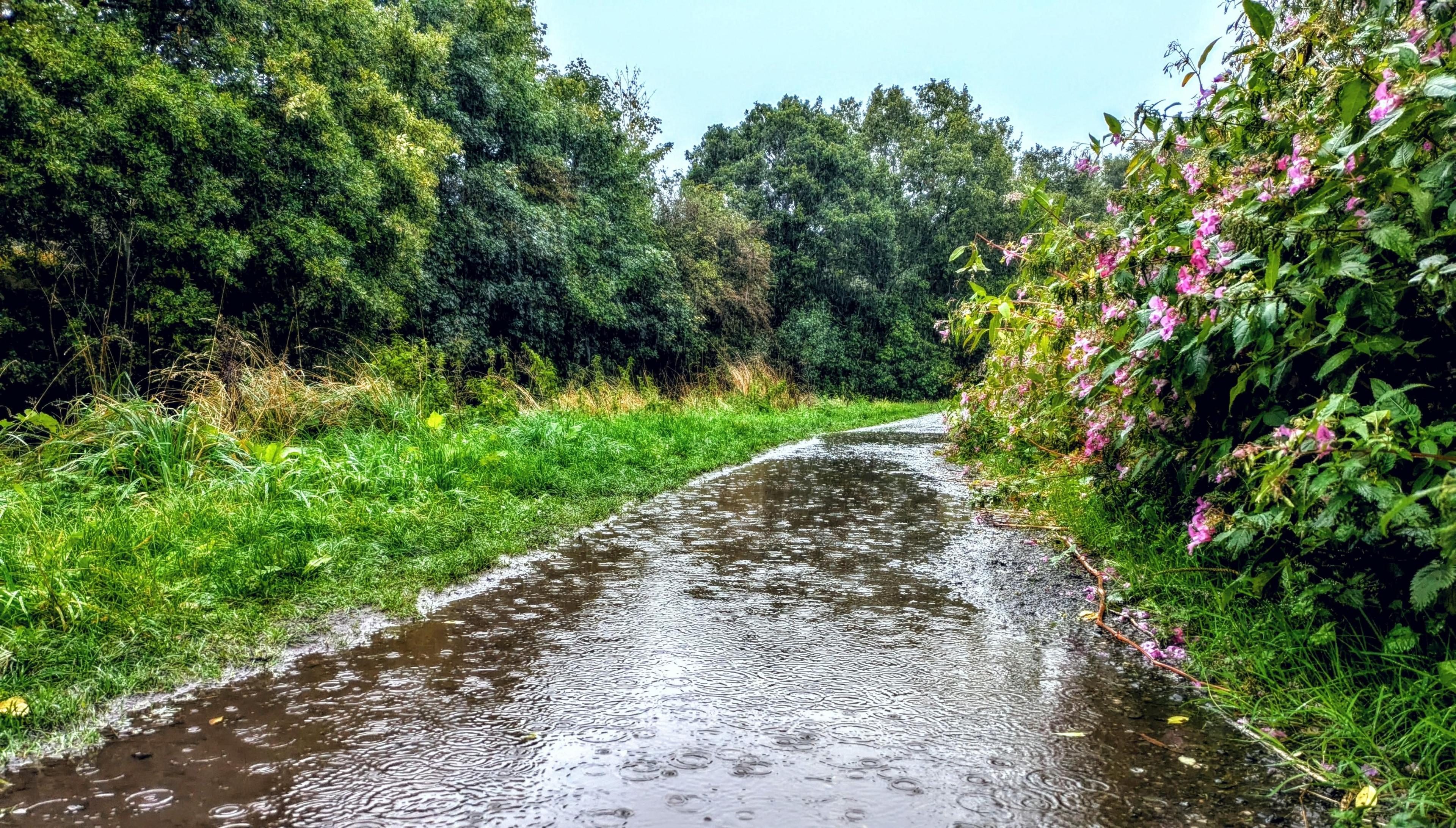A soaked path with recent rain, surface flooding, trees and bushes on either side.