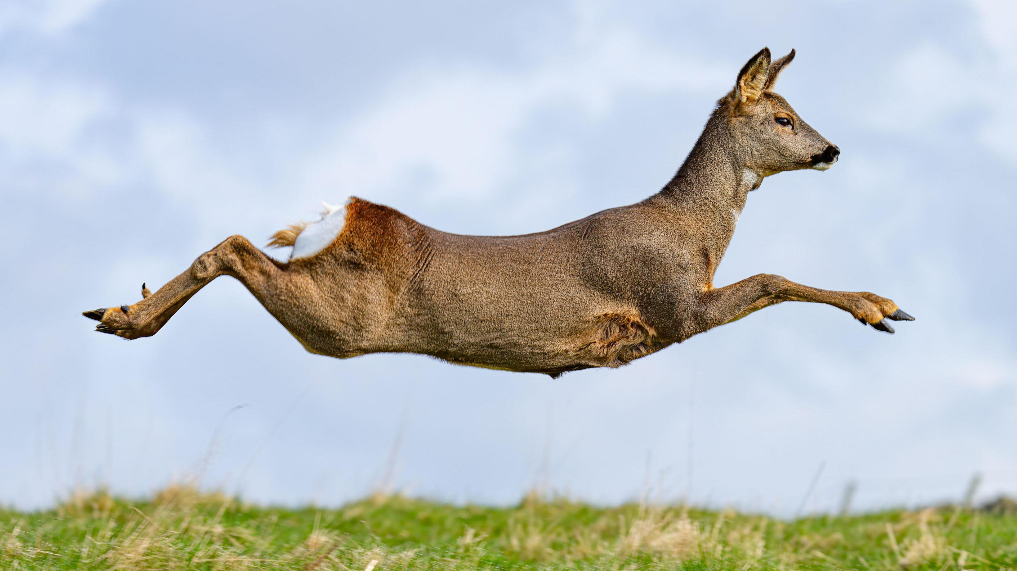 A brown deer leaps, its legs perfectly aligned out to the front and back of its body.