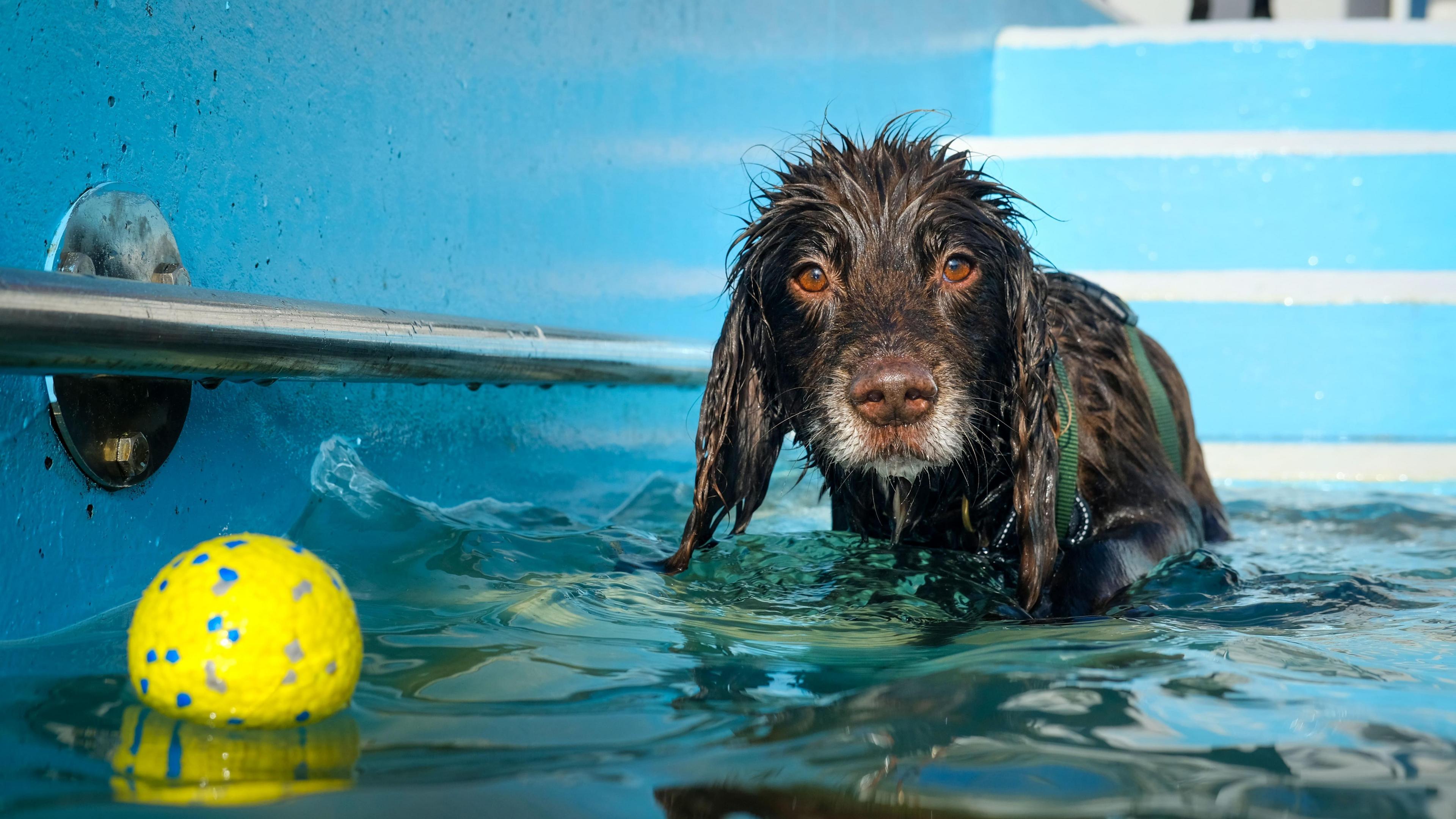 A brown spaniel dog in a swimming pool. There is a bright yellow ball just in front of the dog, floating on the water