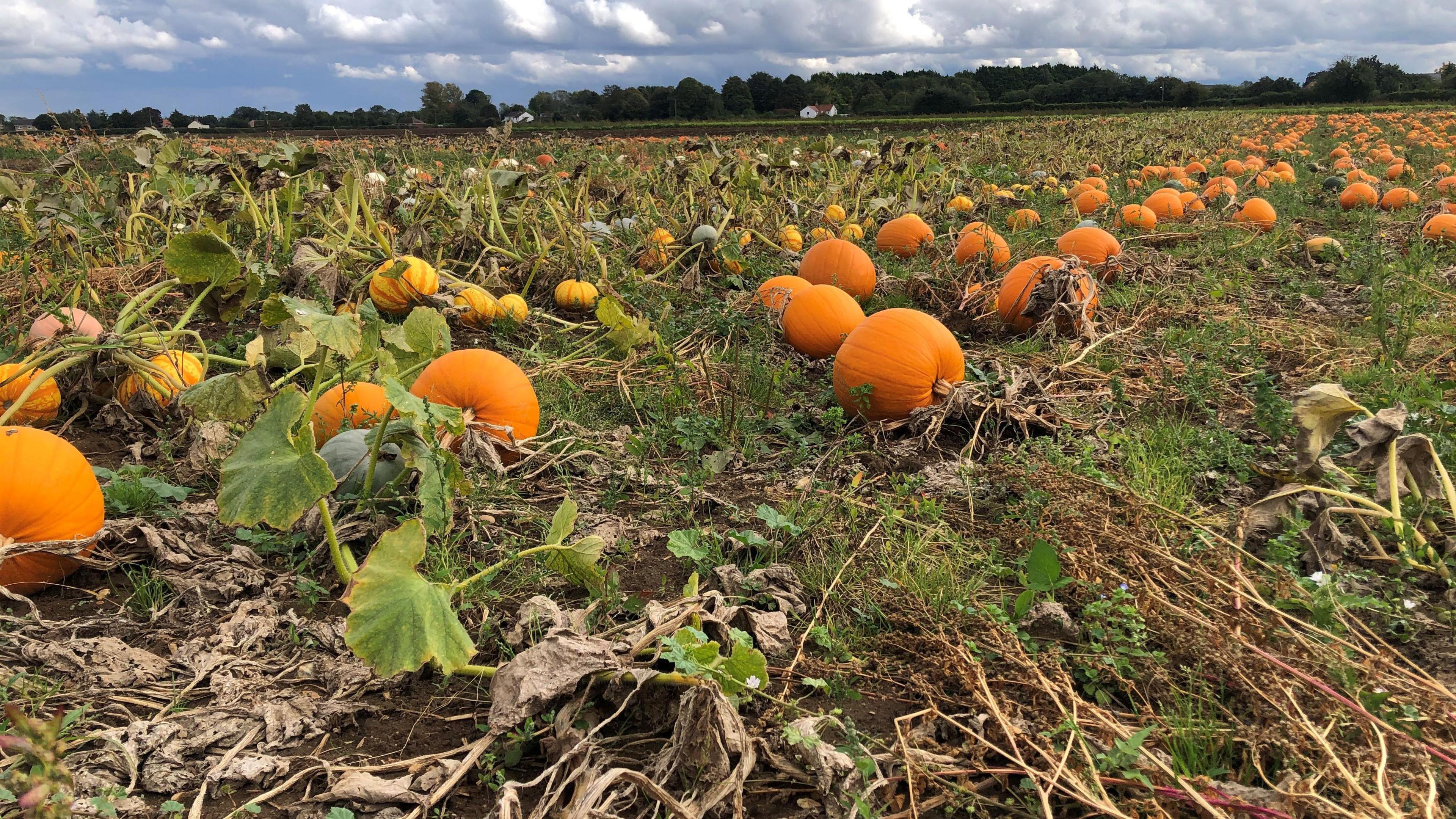 A field of orange pumpkins lying in a large field with trees in the background and a dark cloudy sky on the horizon.