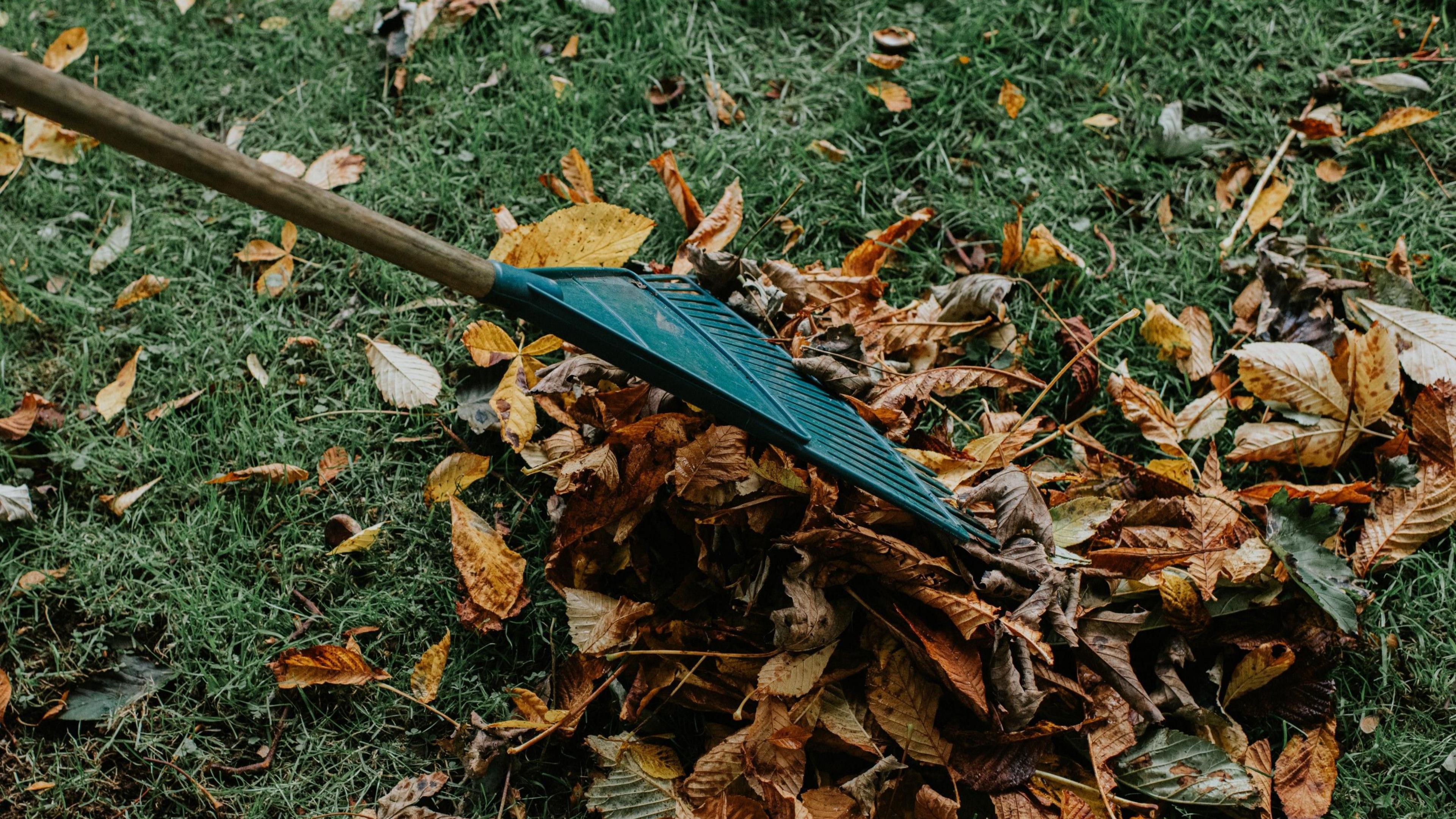 A plastic headed rake being used to rake up fallen leaves in a garden.