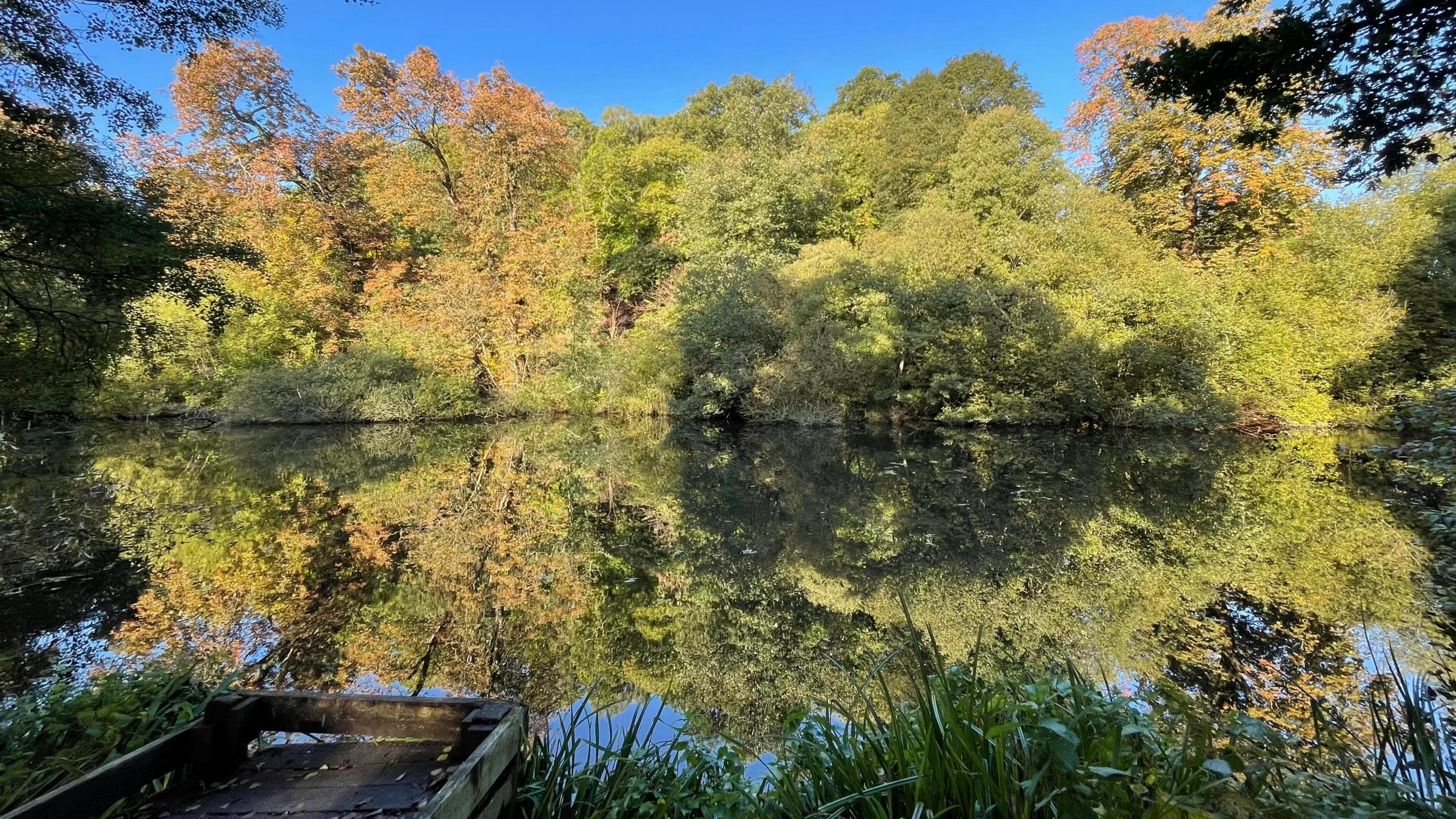 Dozens of green and yellow trees pictured behind water.