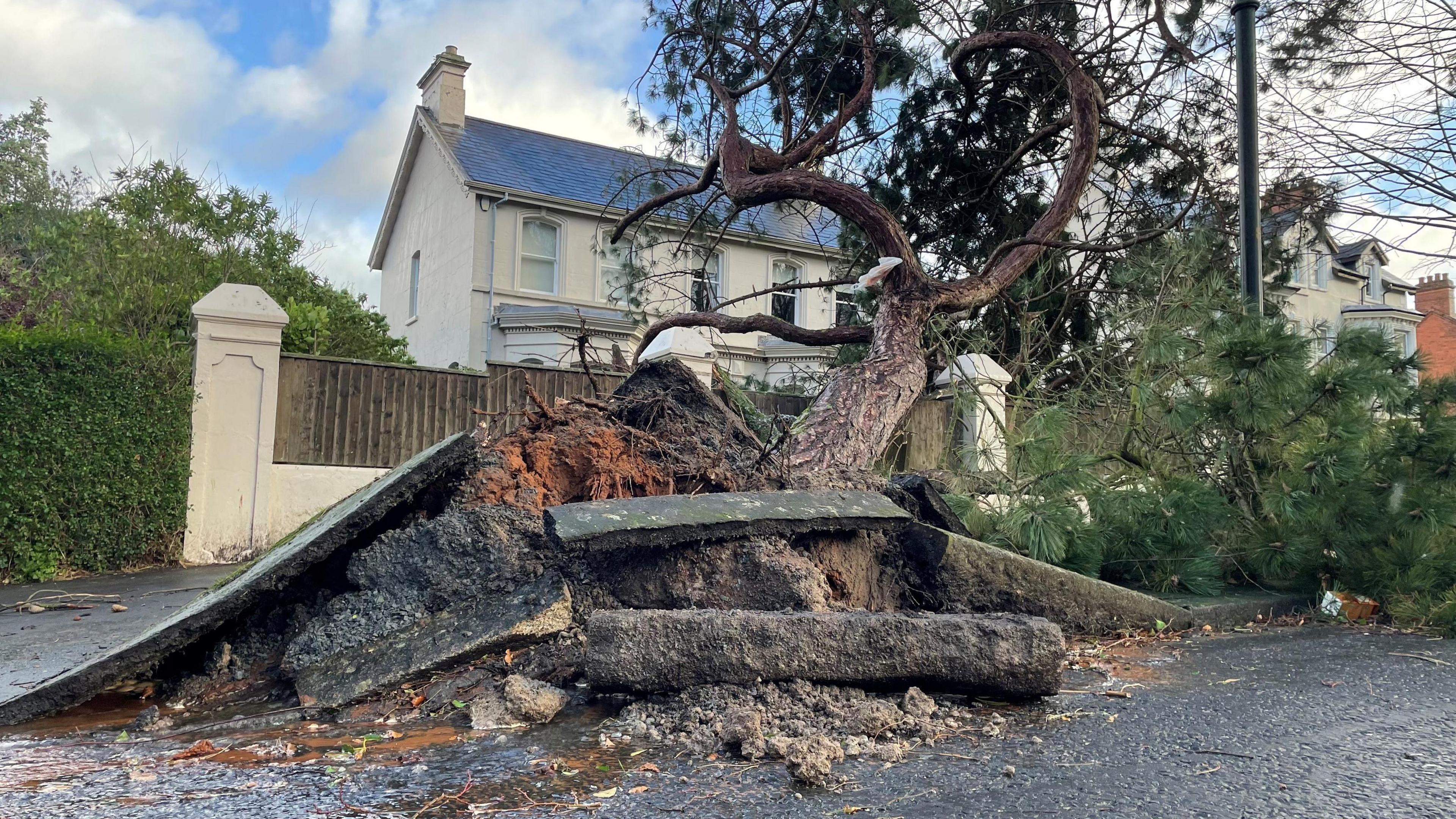 An uprooted tree in front of a house. 