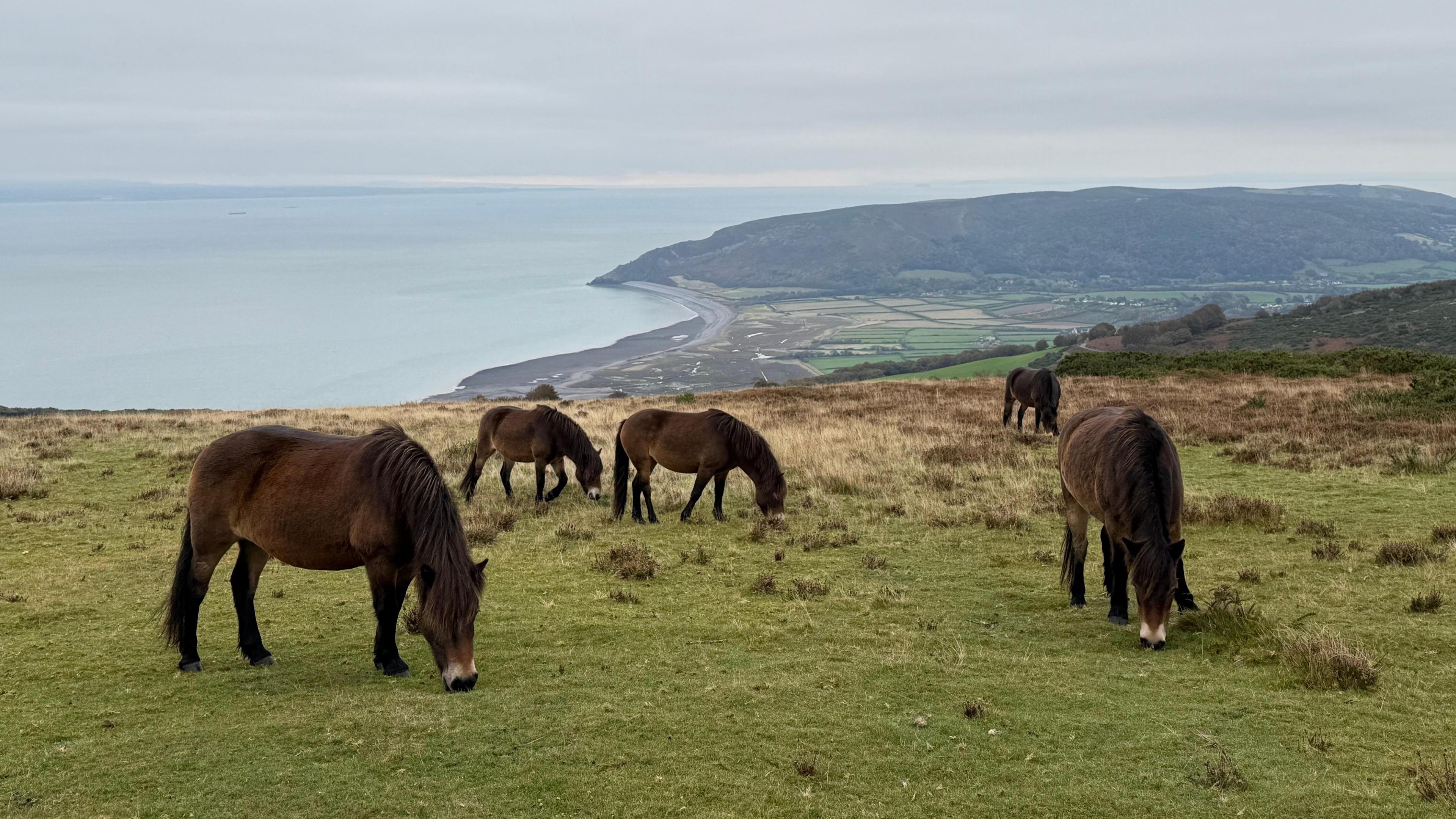 Five brown ponies are grazing on a grassy hill. Behind them in the background is the blue sea and part of Somerset in the distance.