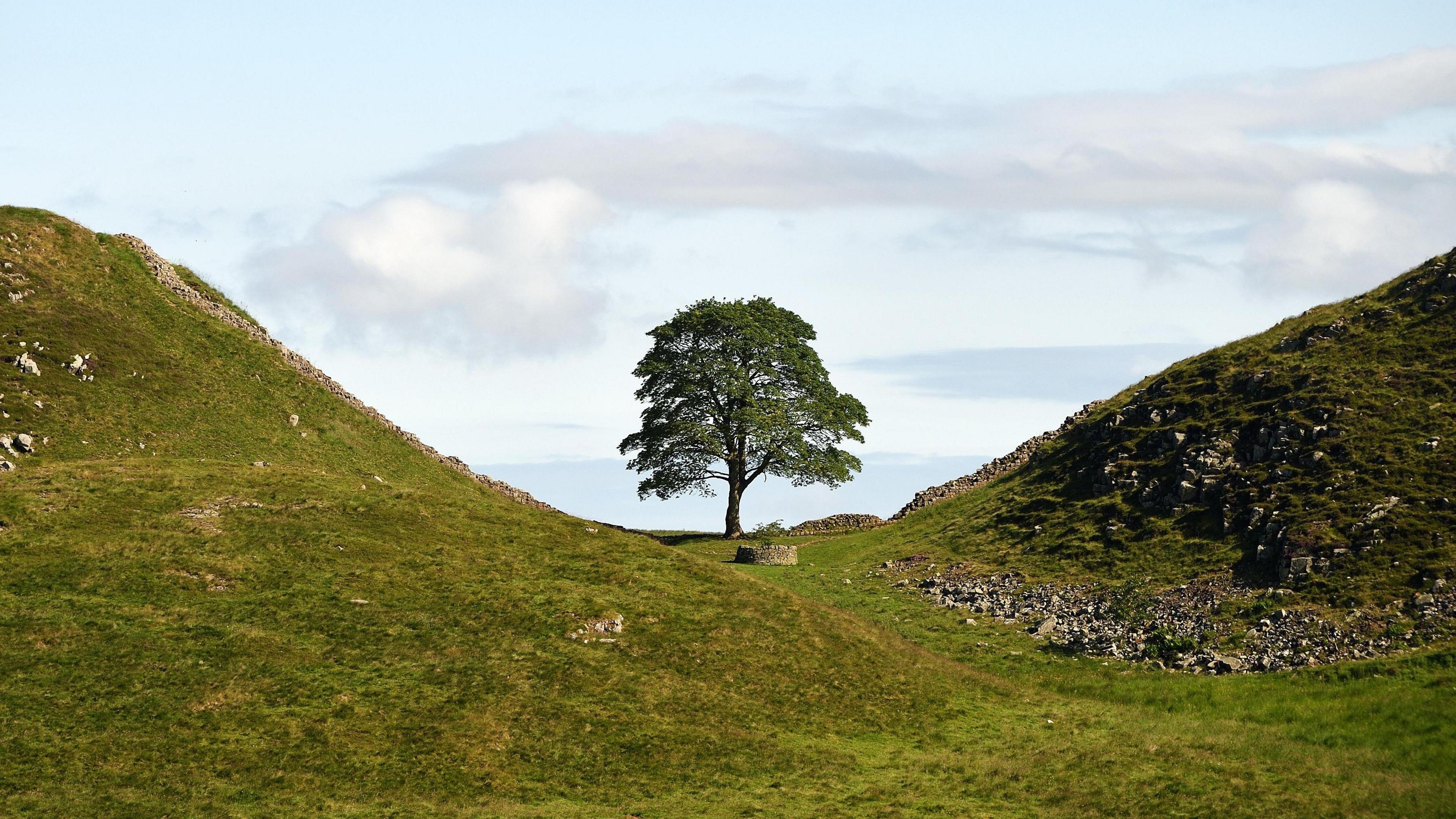 The Sycamore Gap tree before it was cut down.