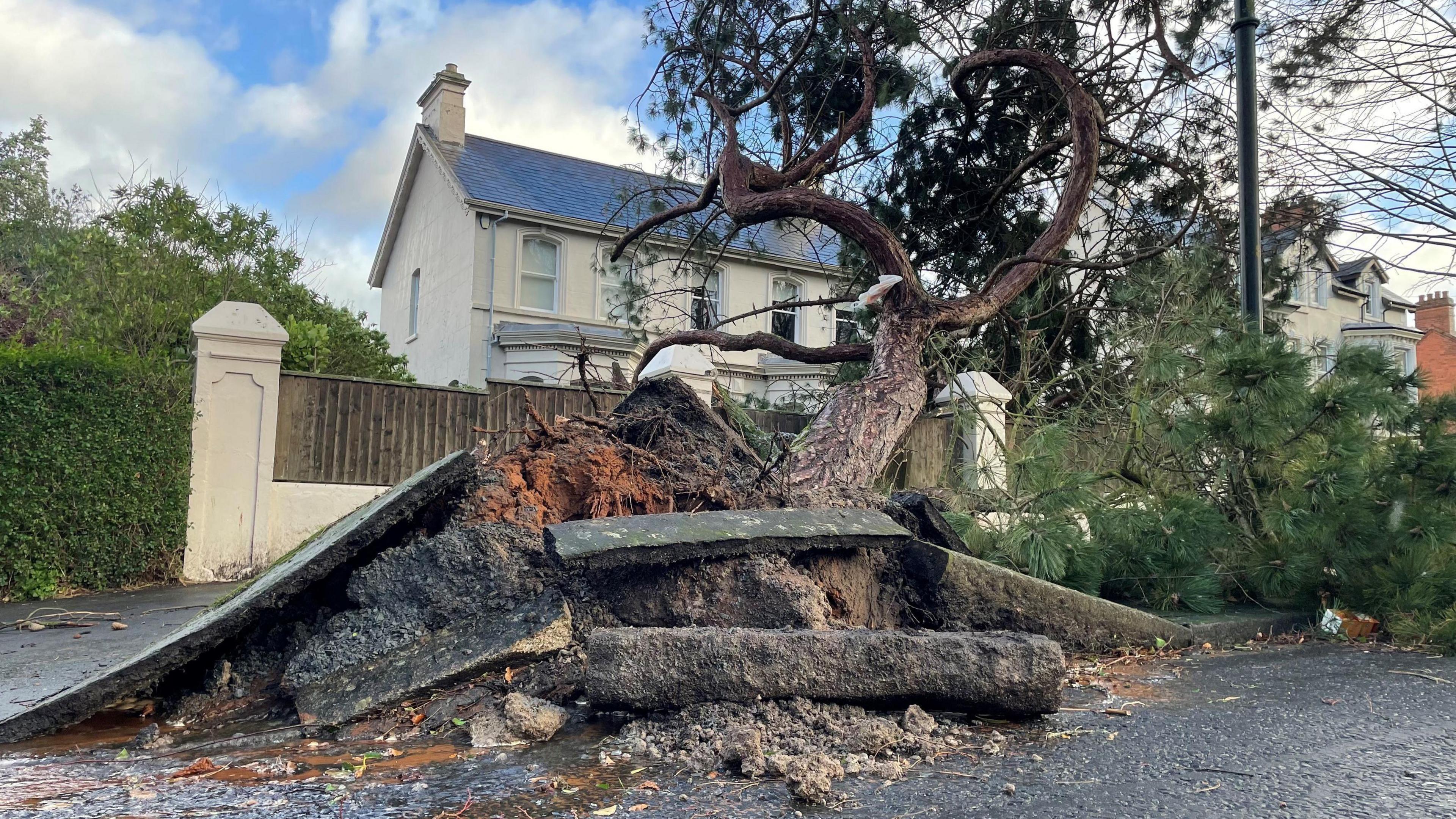 A large tree uprooted from a pavement outside a house. The tree has fallen towards the house and has pulled up large sections of tarmac from the road and pavement. The house is a large Victorian era building painted cream with a black slate roof with two chimney stacks at each end.