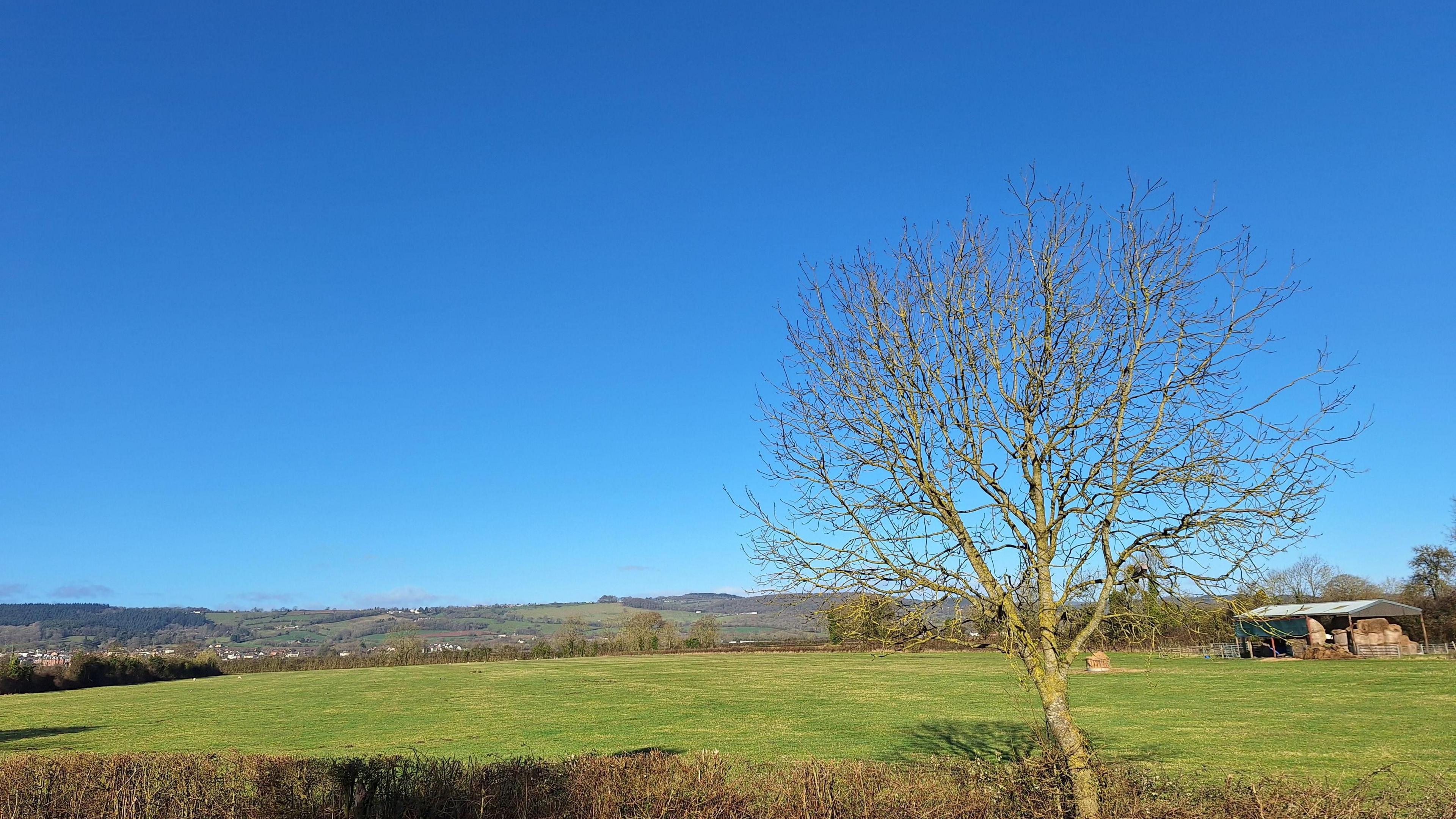 A BBC weather watcher has taken a photograph of a single bare tree and a neatly trimmed hedgerow, which is in front of a field of grass with hills in the background and a vibrant clear blue sky.