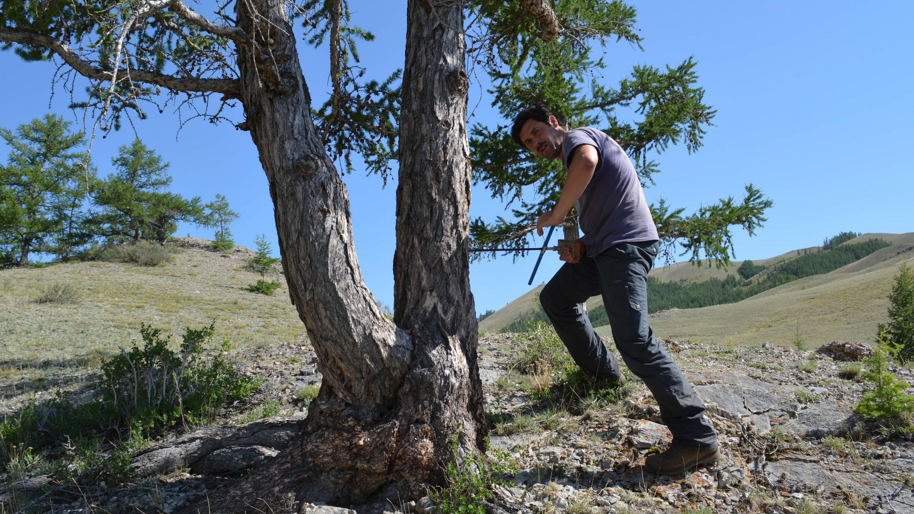 Ulf Büntgen uses a core to take a tree ring sample