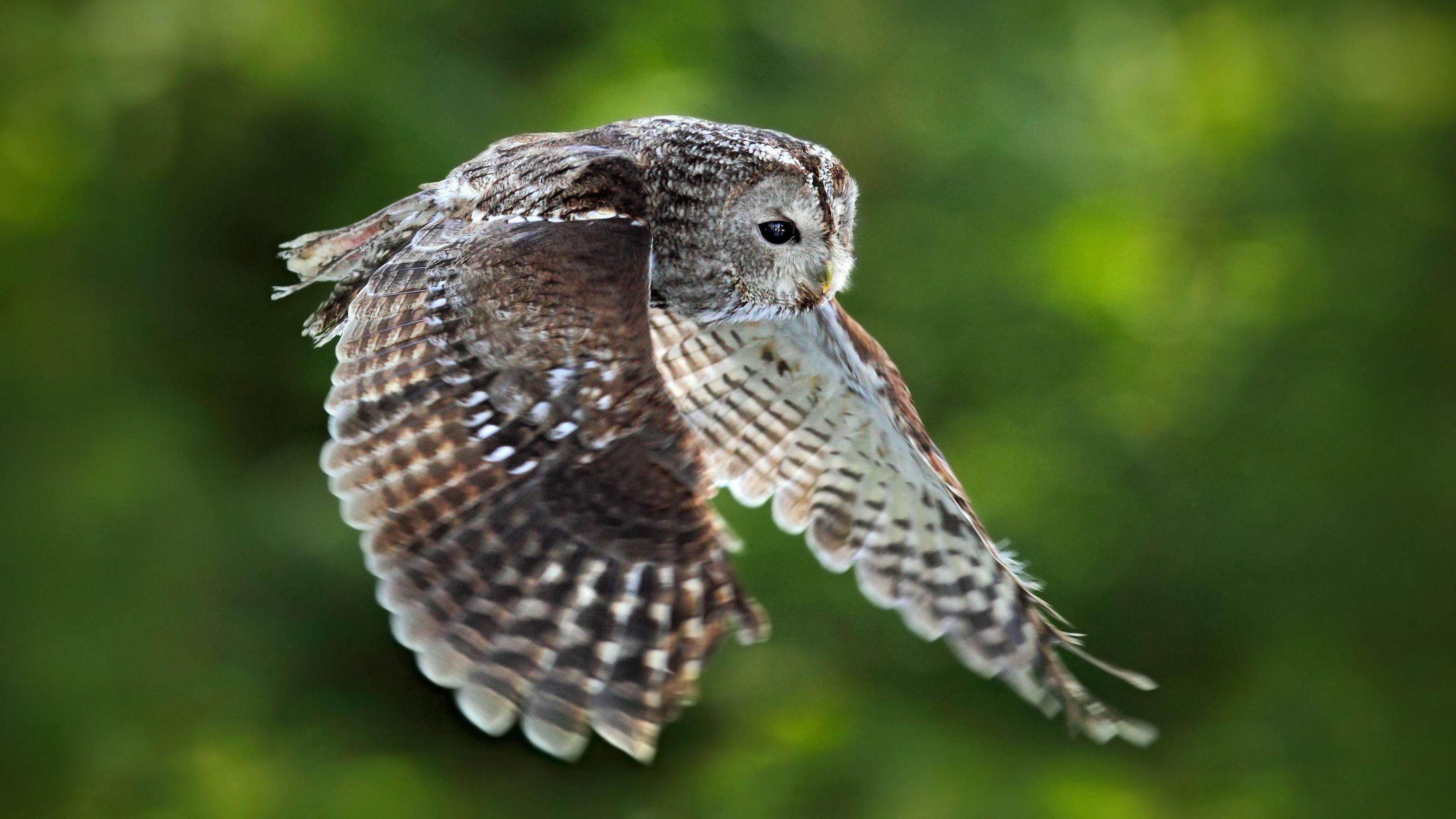 Tawny Owl mid flight with its wings outstretched