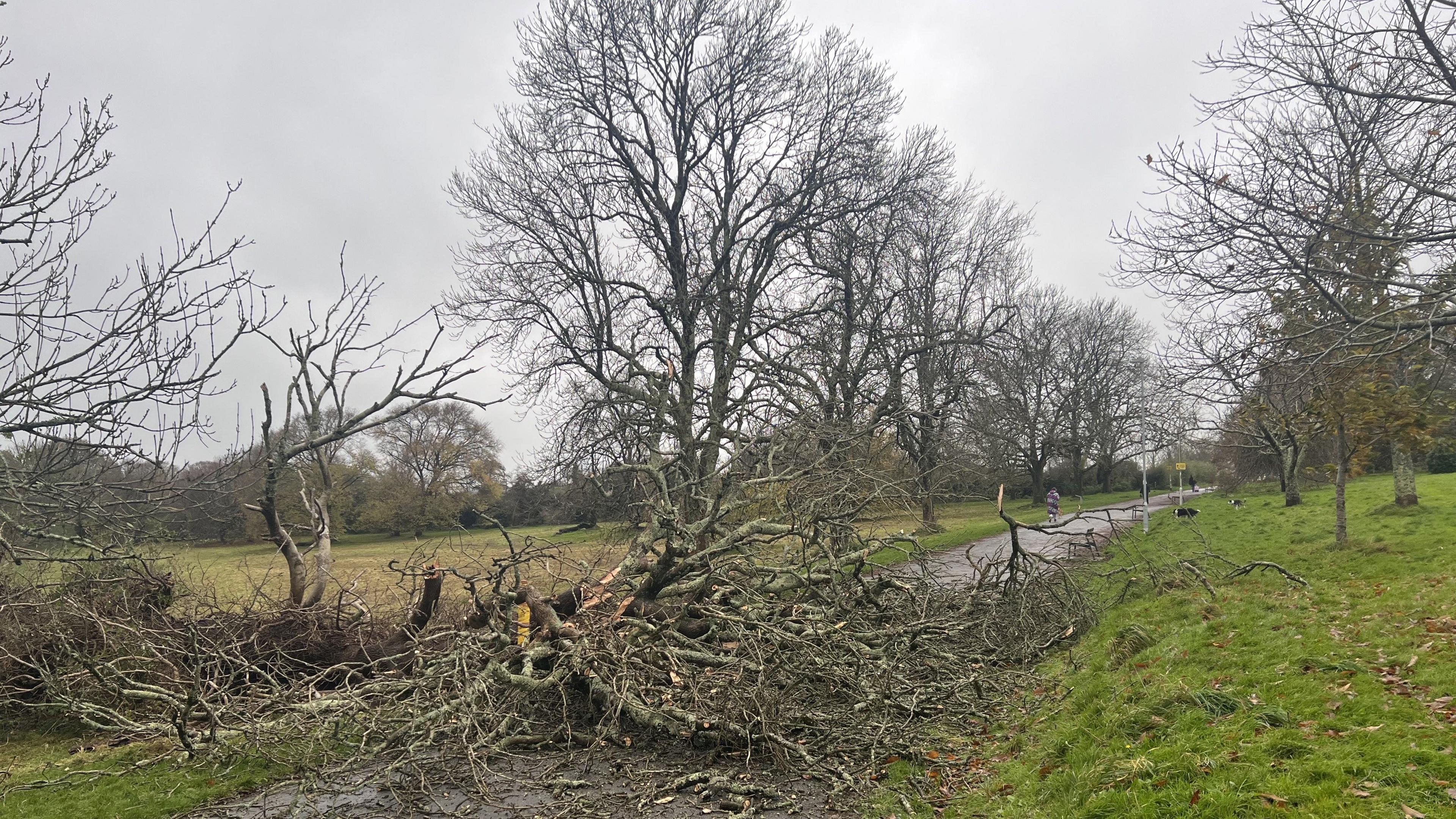 A tree that has been brought down in a park.