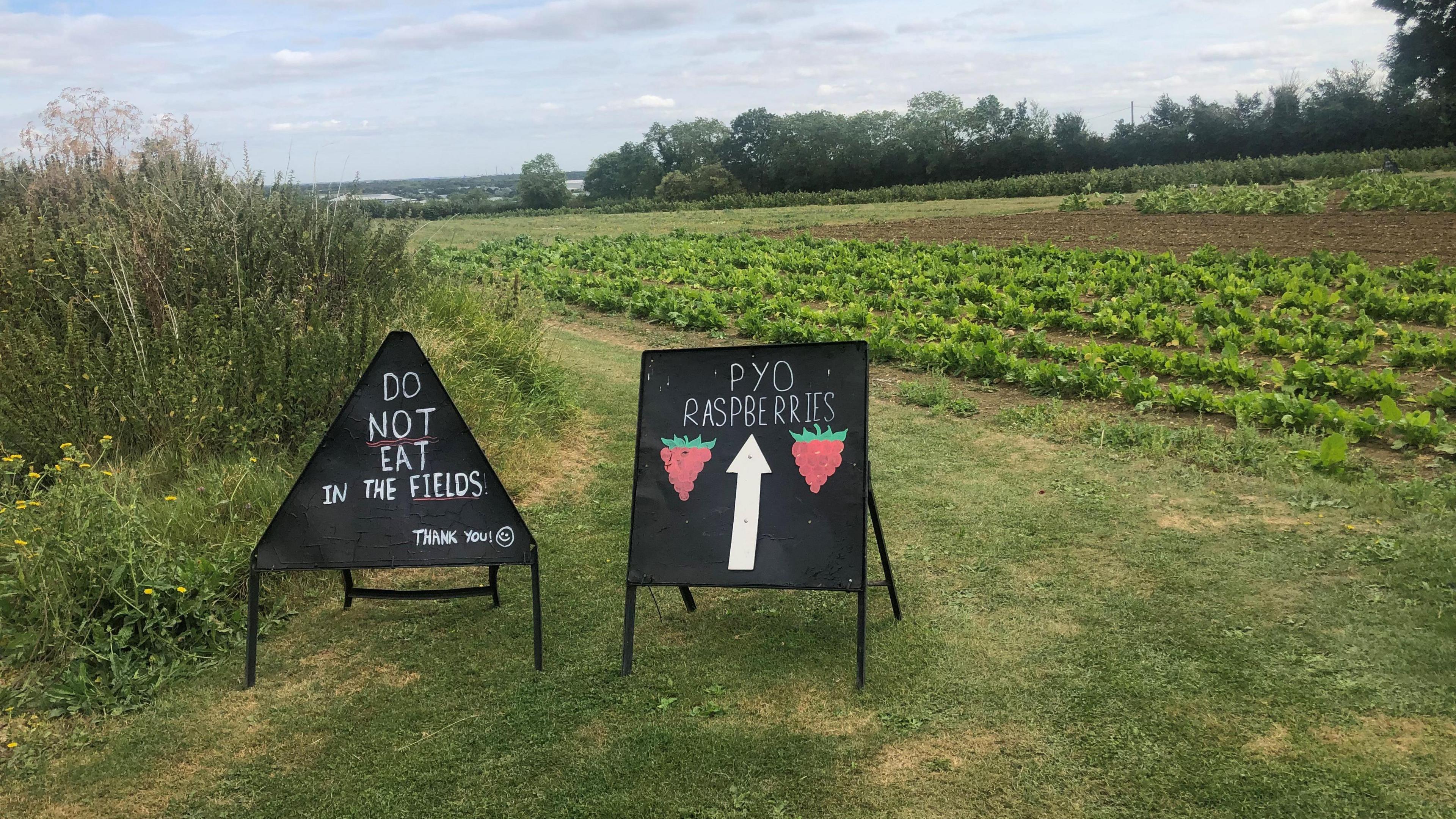 Signs at the pick-your-own farm near Peterborough saying "do not eat in the fields"