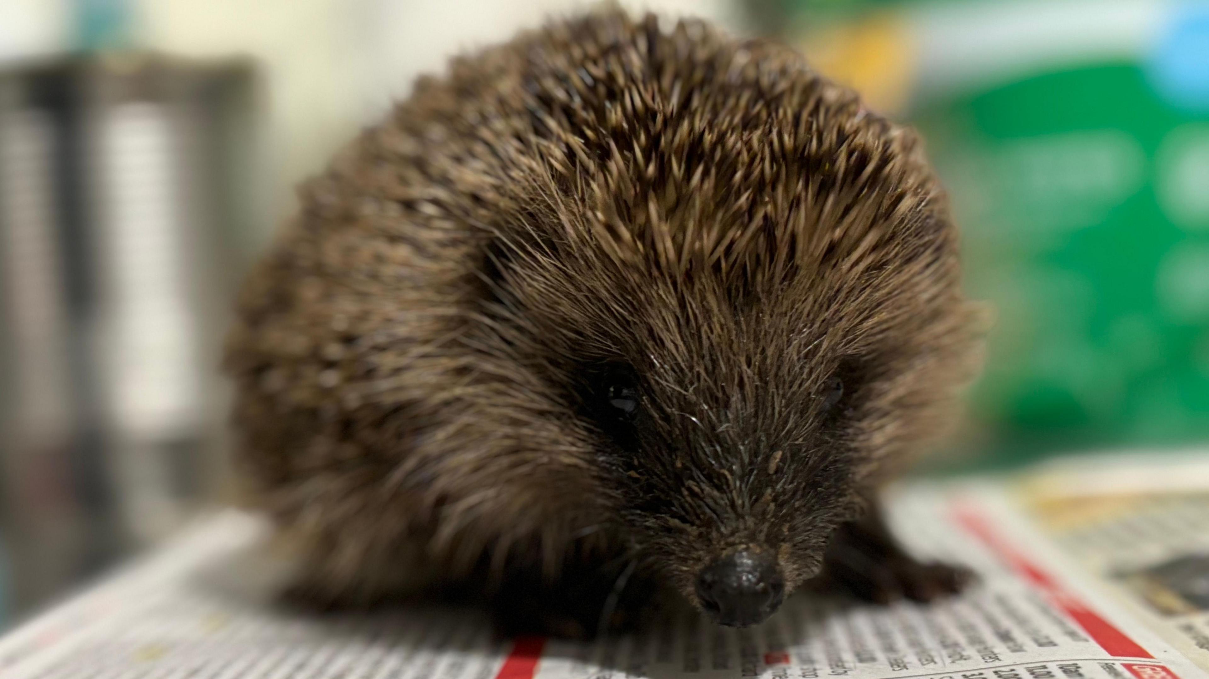 A hedgehog sits on a newspaper on a table. 