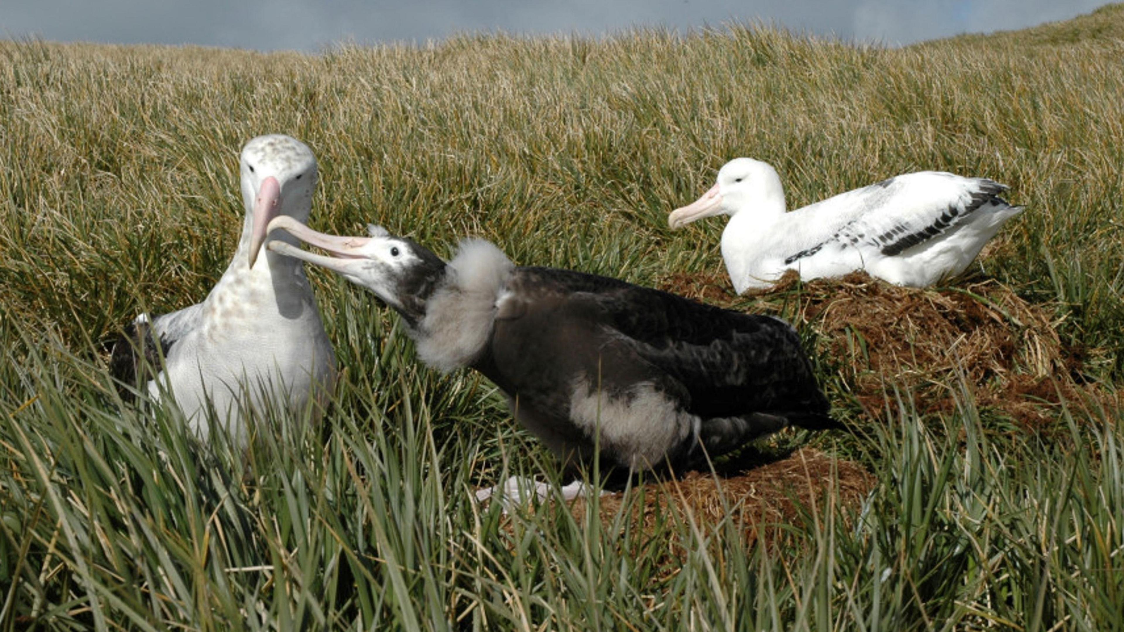 An albatross chick, which is black and grey and fluffy, pecks at an adult bird, which is large and white, with another adult in the background