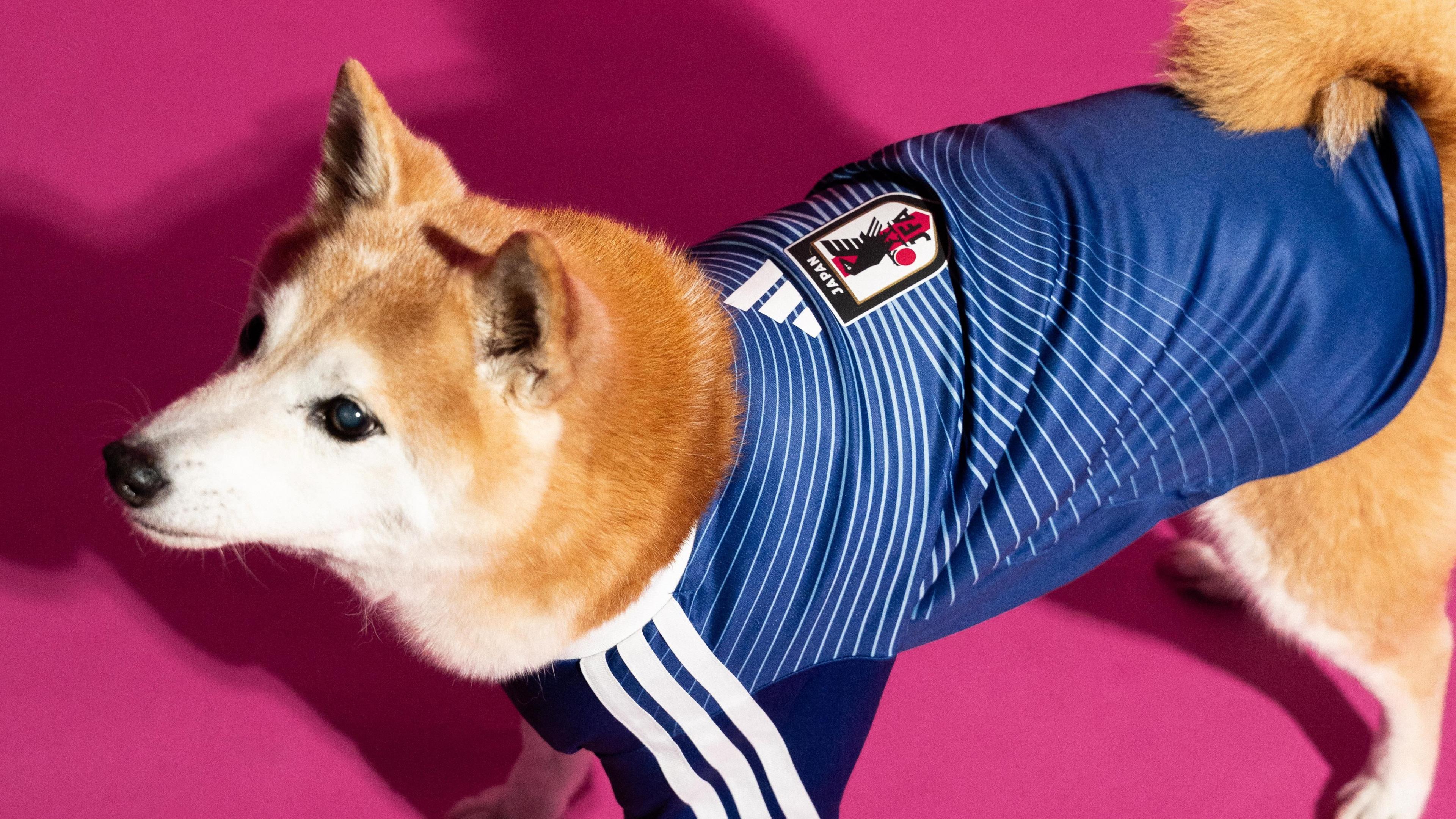Shiba-Inu wearing Japan's design