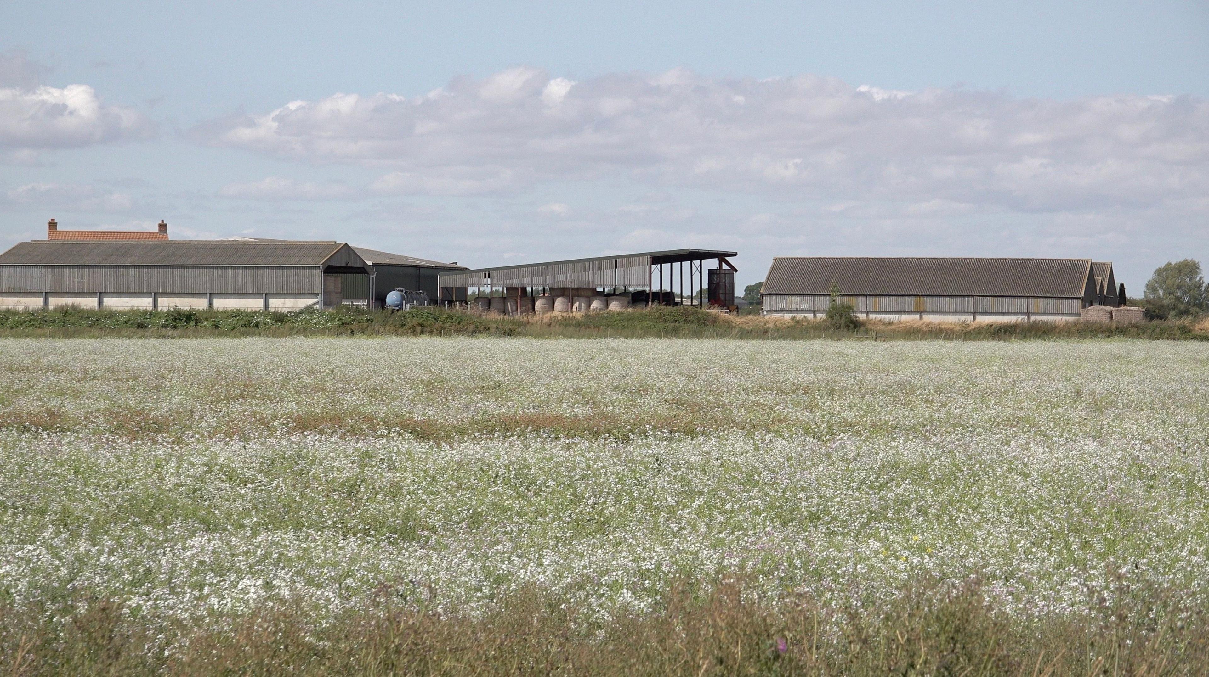 A summer view of farmland and barns with a blue sky 