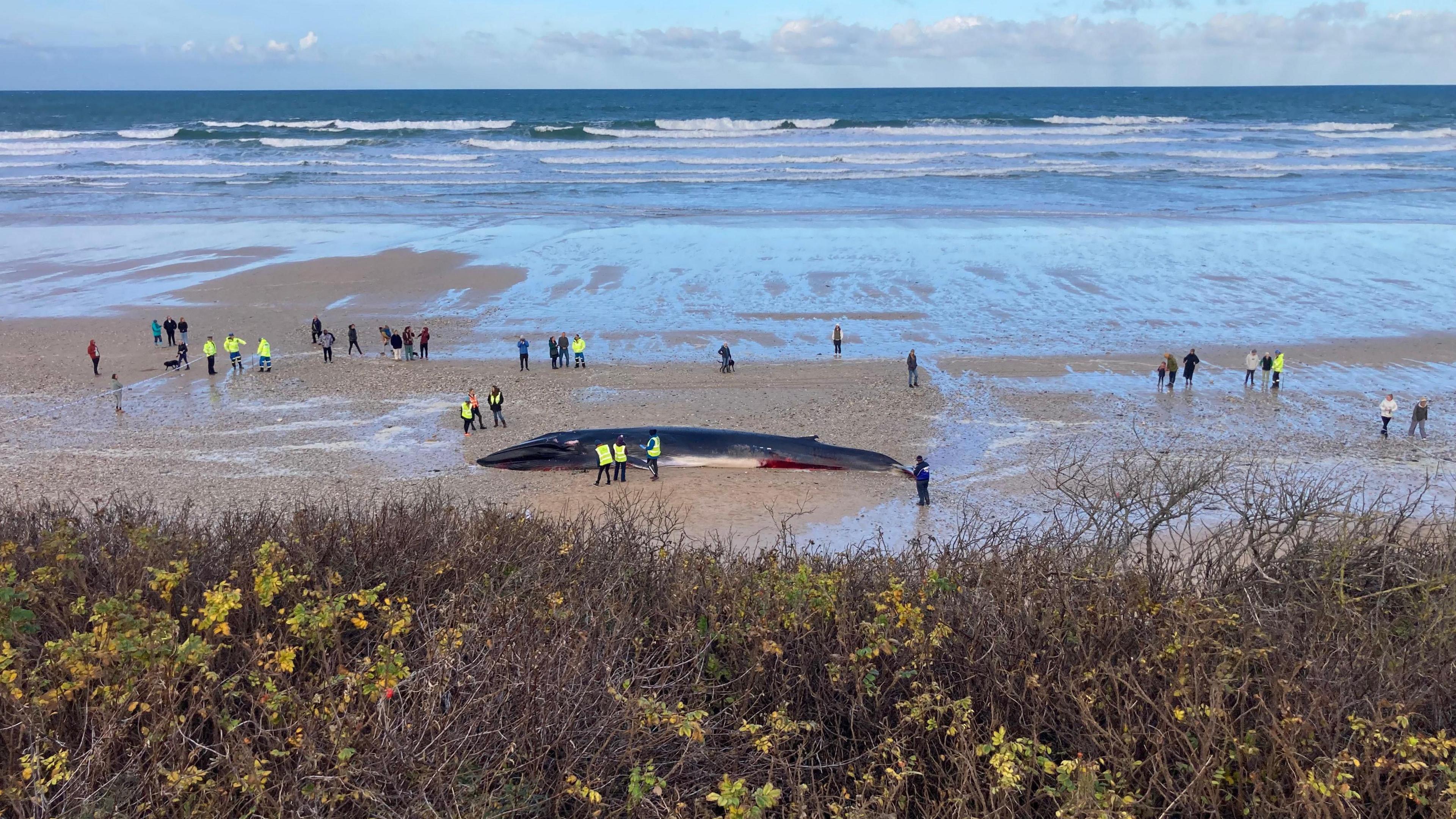 Whale on Fistral beach