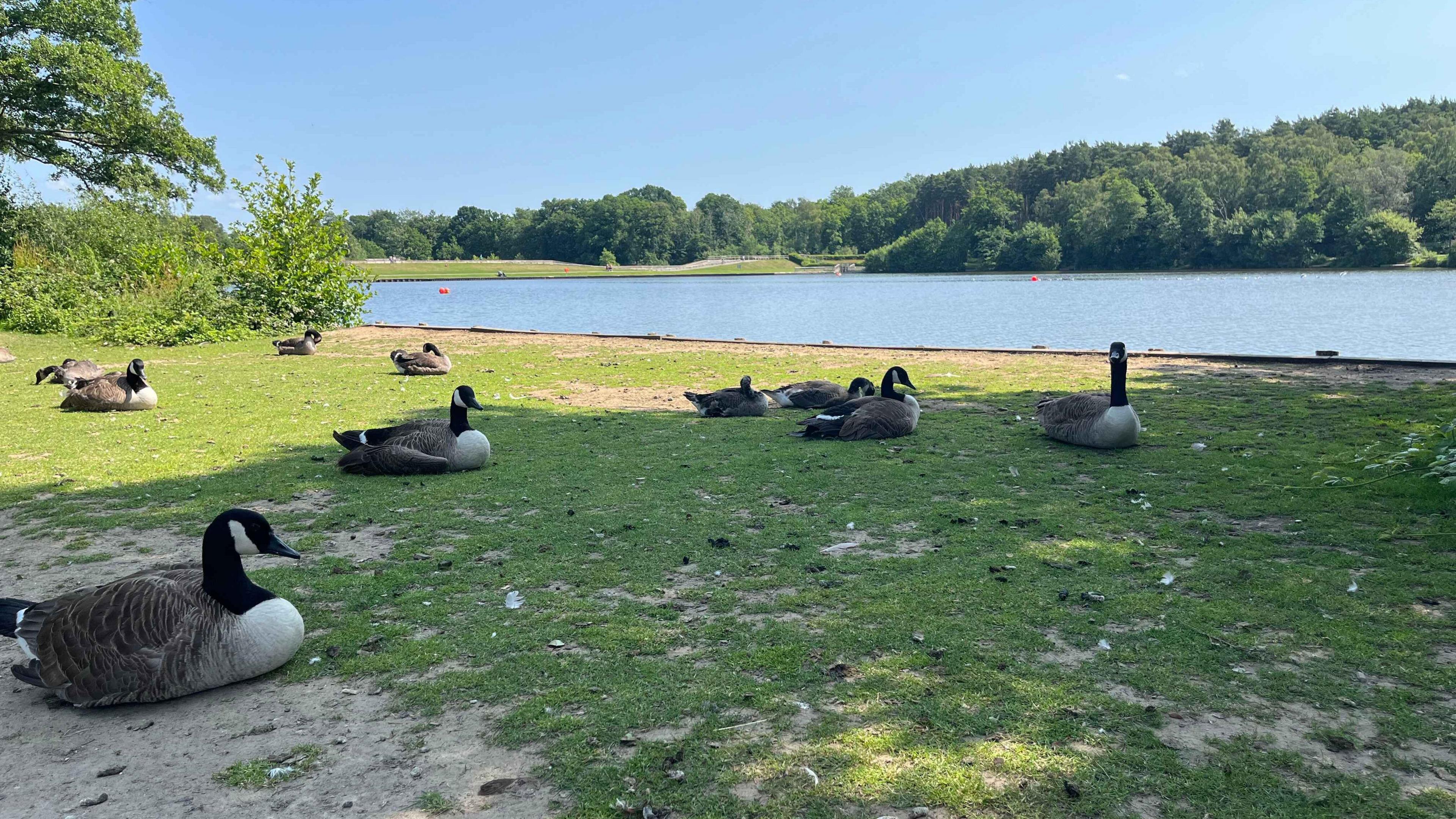 Ten geese sit on grass next to the water's edge of Tilgate Lake which is also surrounded by trees.