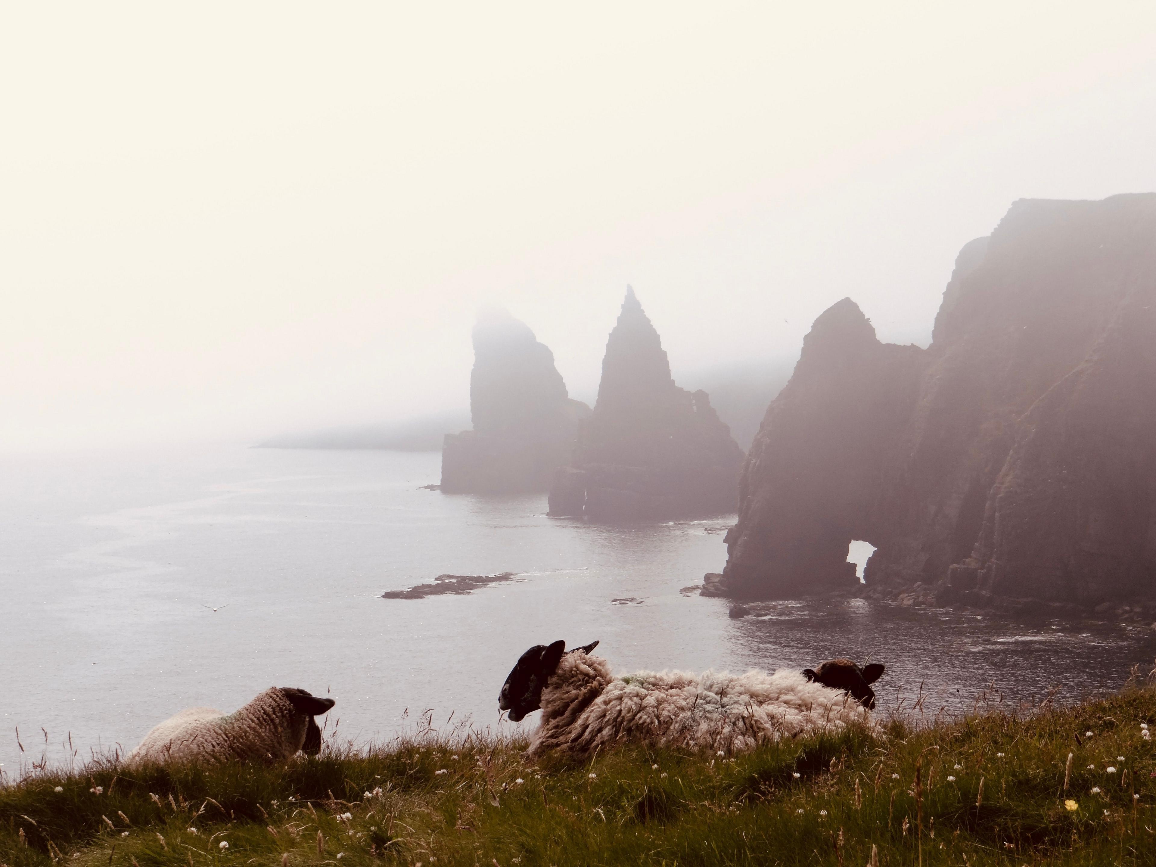 Two sheep on a high hill, with water and other sea stacks in the distance
