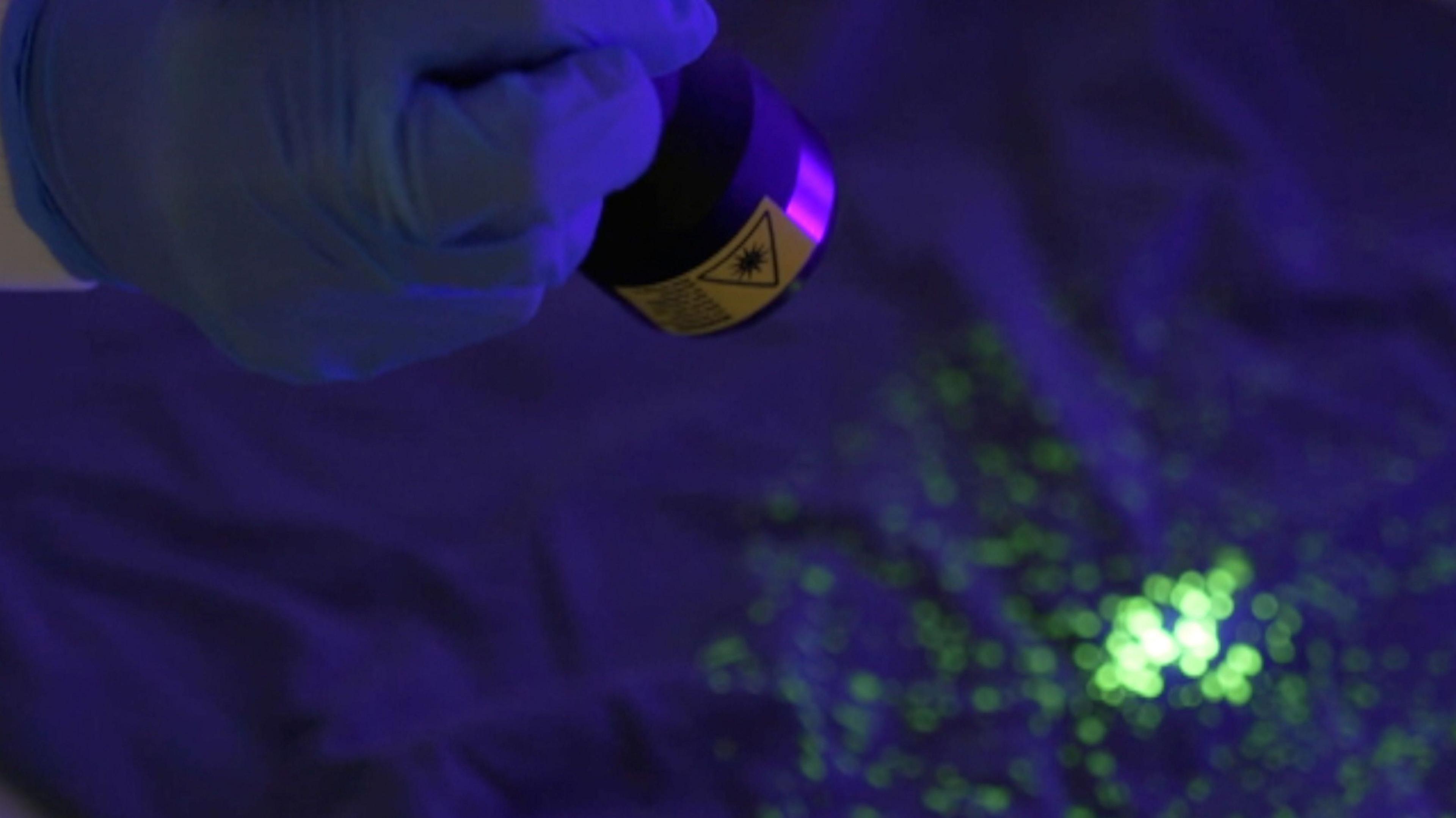 A blue surgical glove shining an ultraviolet light onto clothing which shows specs of colour