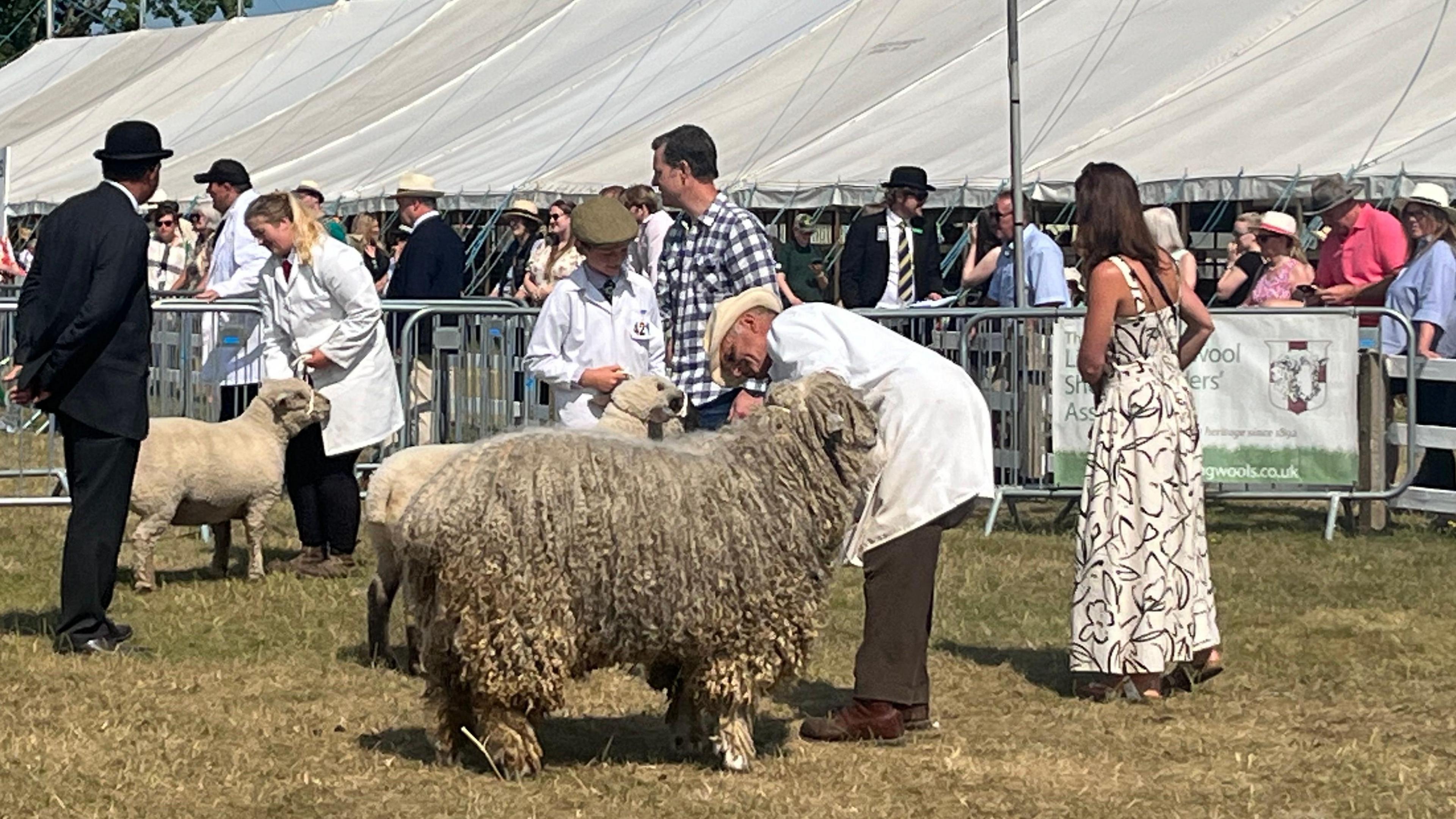 A long haired sheep being examined by a man in a white coat. There is a short haired sheep in the background.
