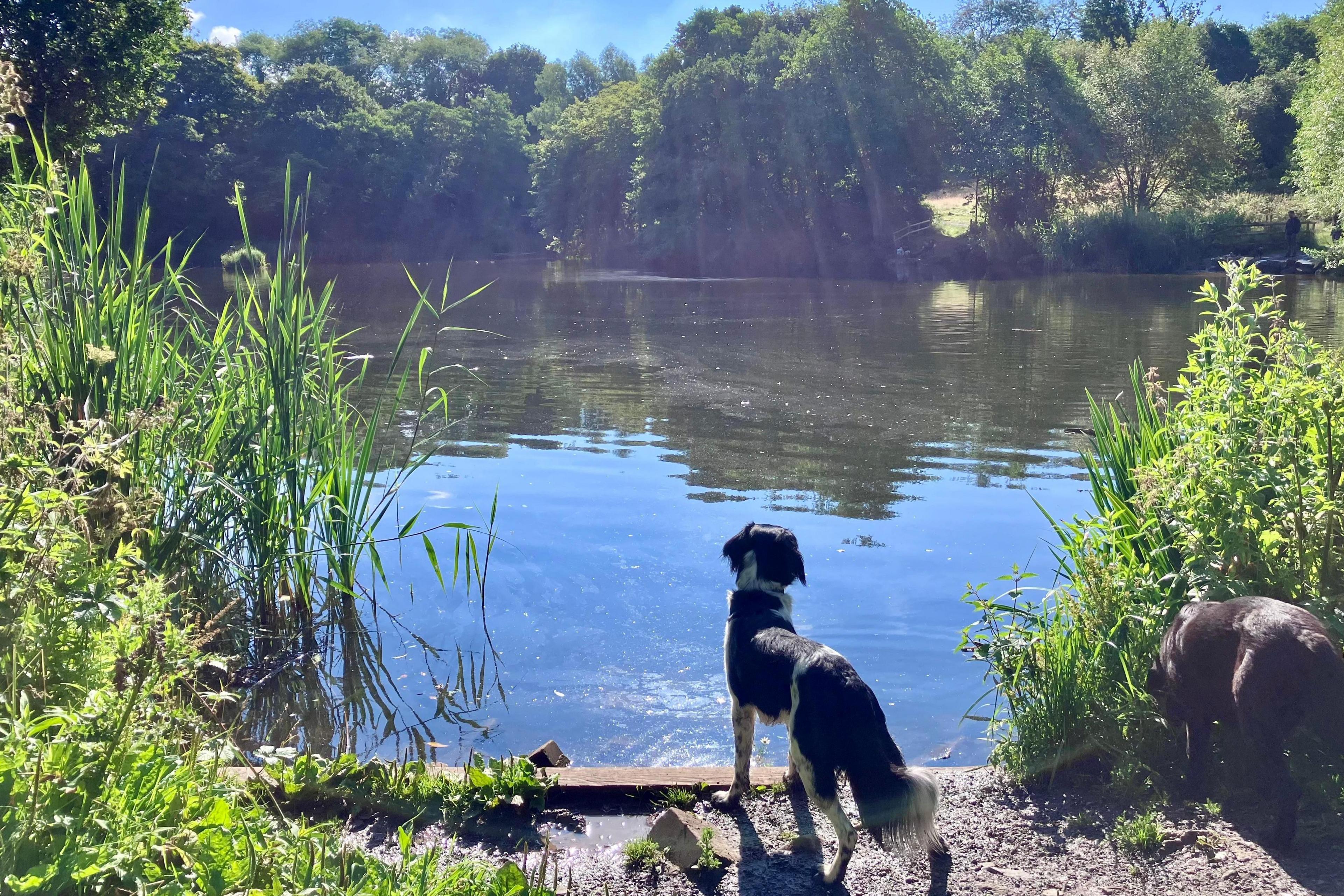 Dog pausing by a pool in Halesowen, gazing towards the water