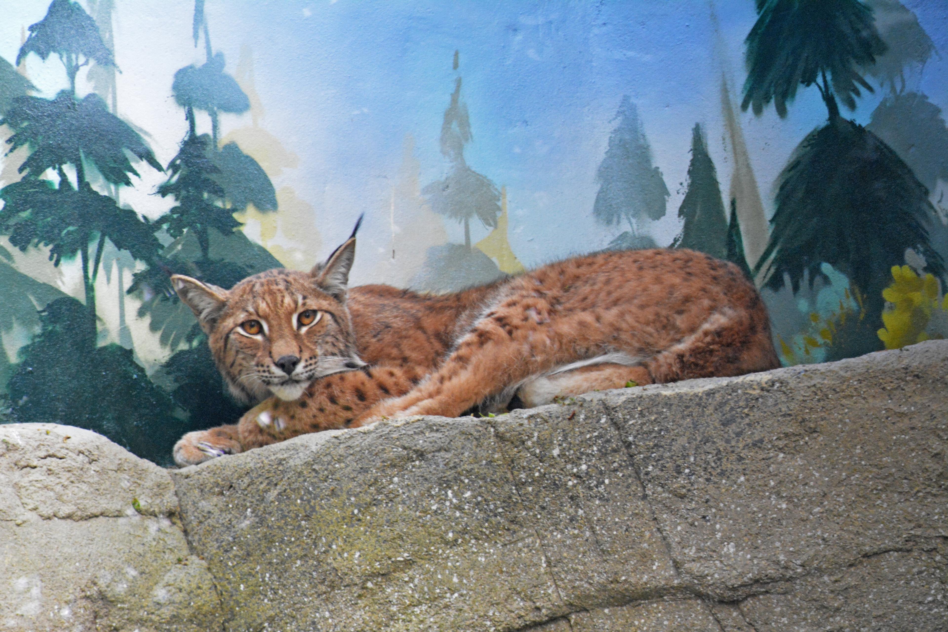 A lynx sitting on a rock in Drusillas Zoo Park