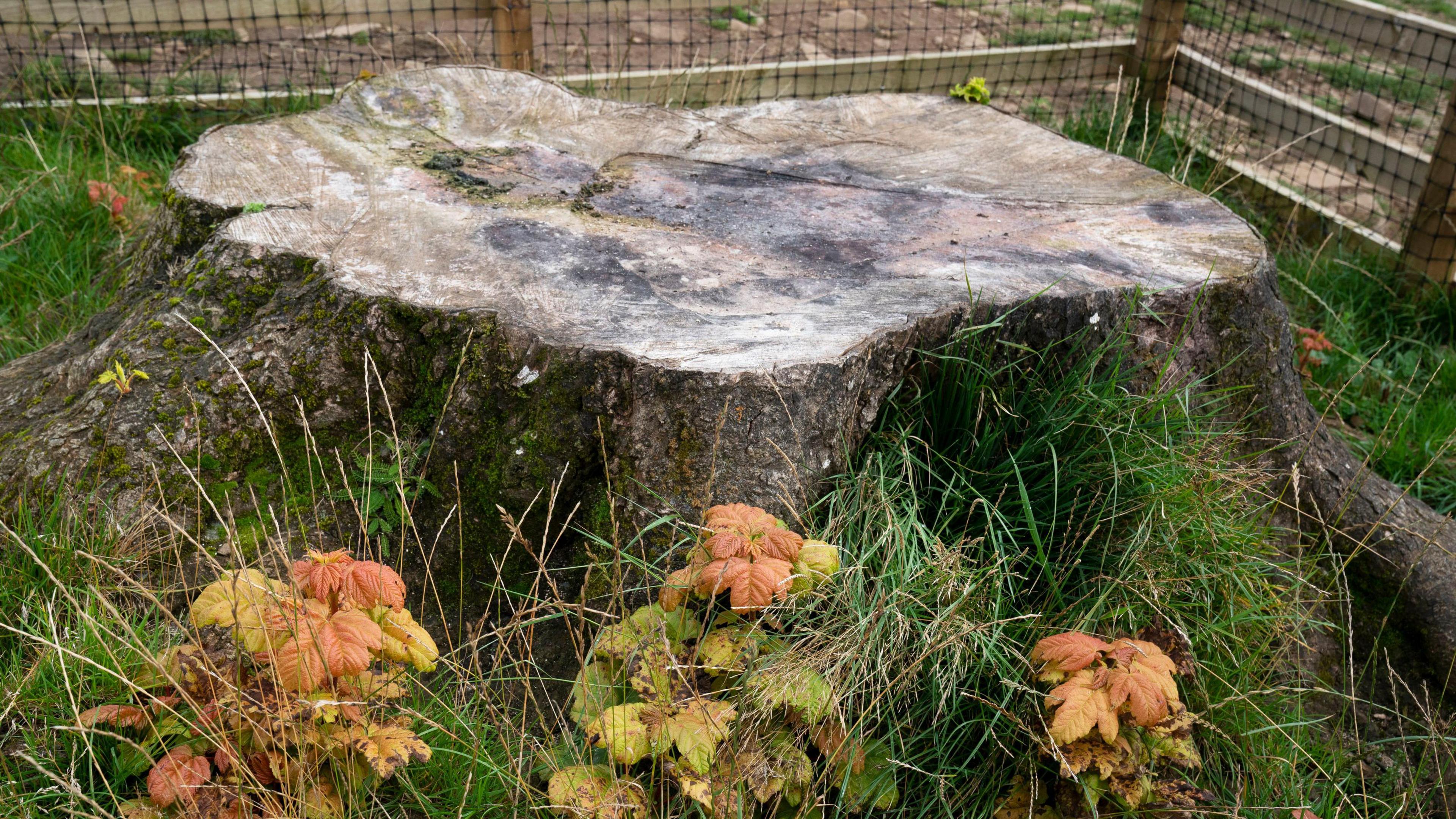 The stump of the Sycamore Gap tree