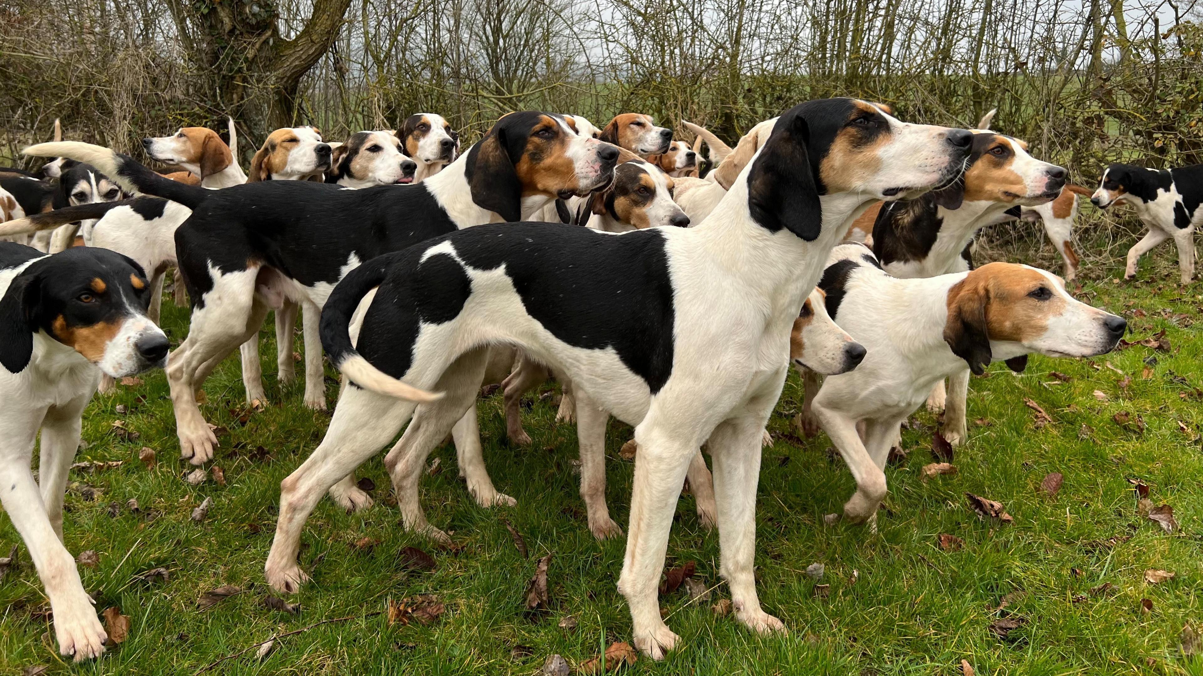 A pack of foxhounds is standing on a grass verge in front of a hedgerow in the Cumbrian countryside