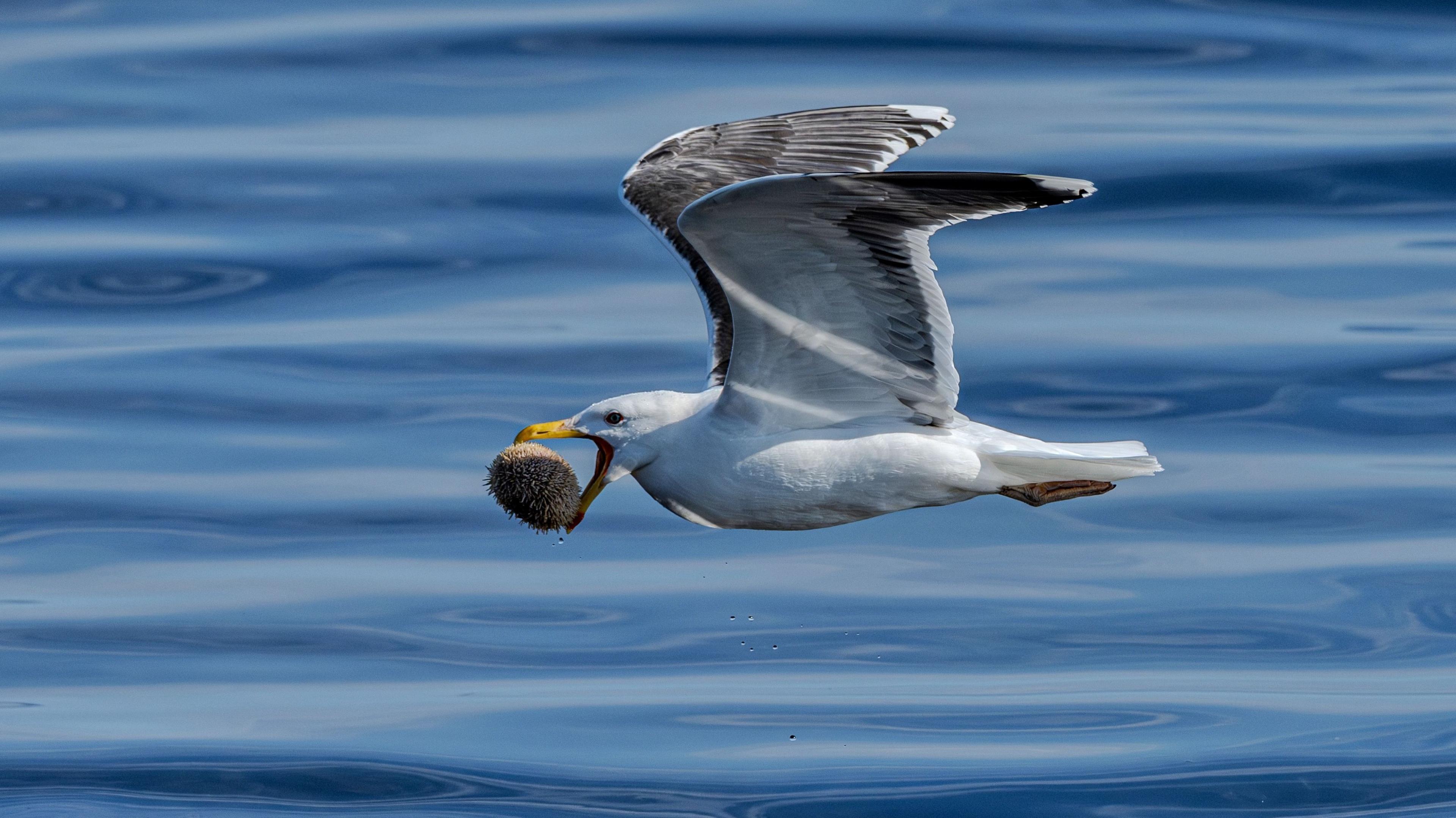A seagull in full flight with a sea urchin held in its beak