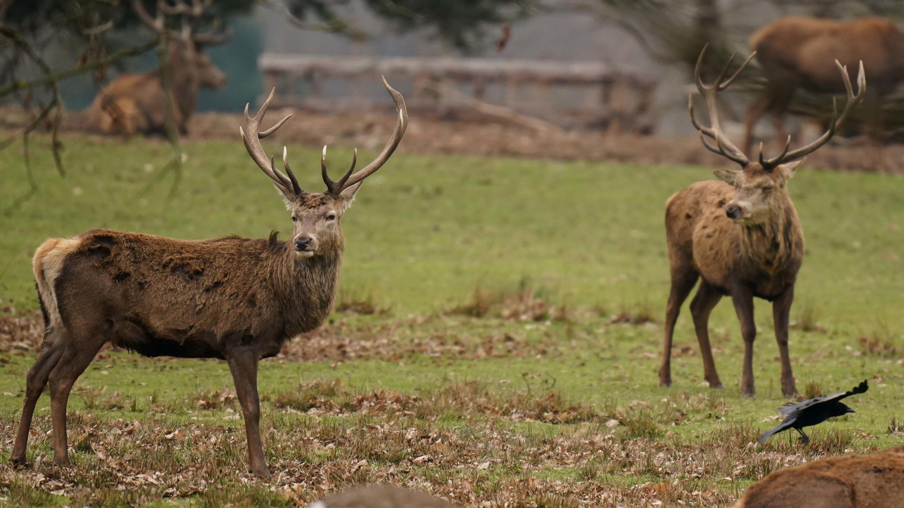 Two male deer with large antlers on a grassy area