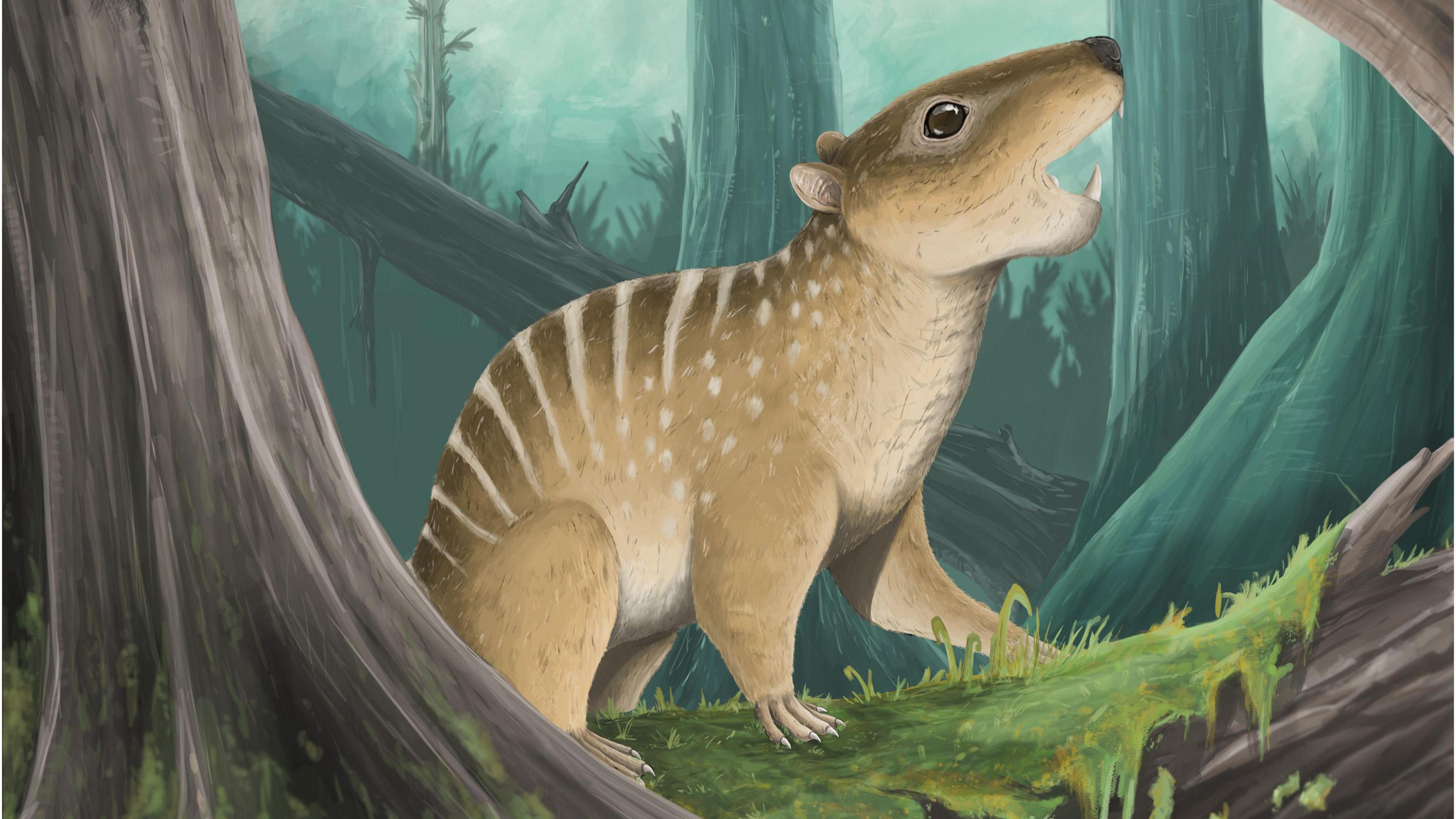 Artwork of Novaculadon mirabilis.