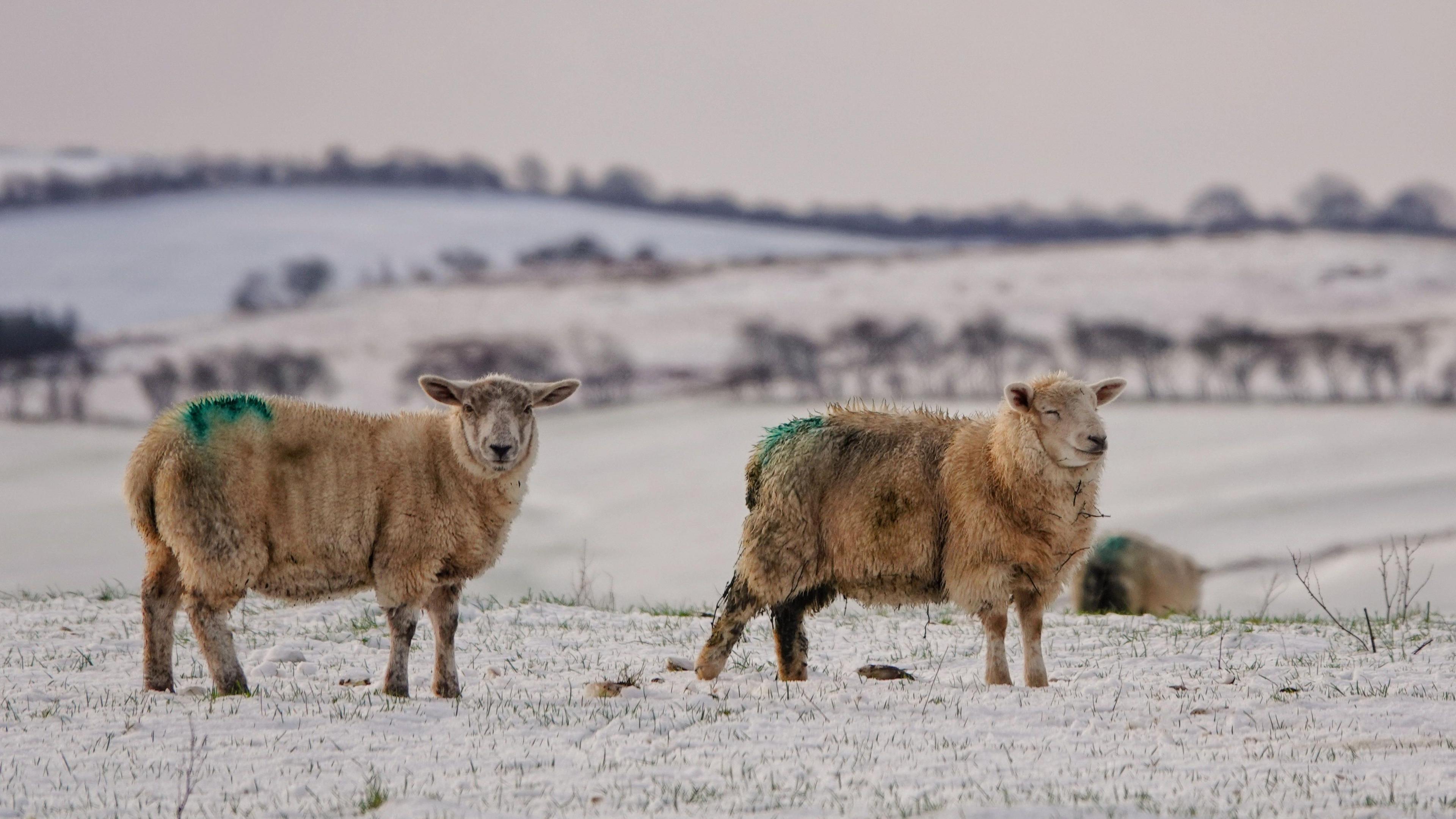 Sheep look at the camera, behind them are fields blanketed with snow. Trees line the field edges.