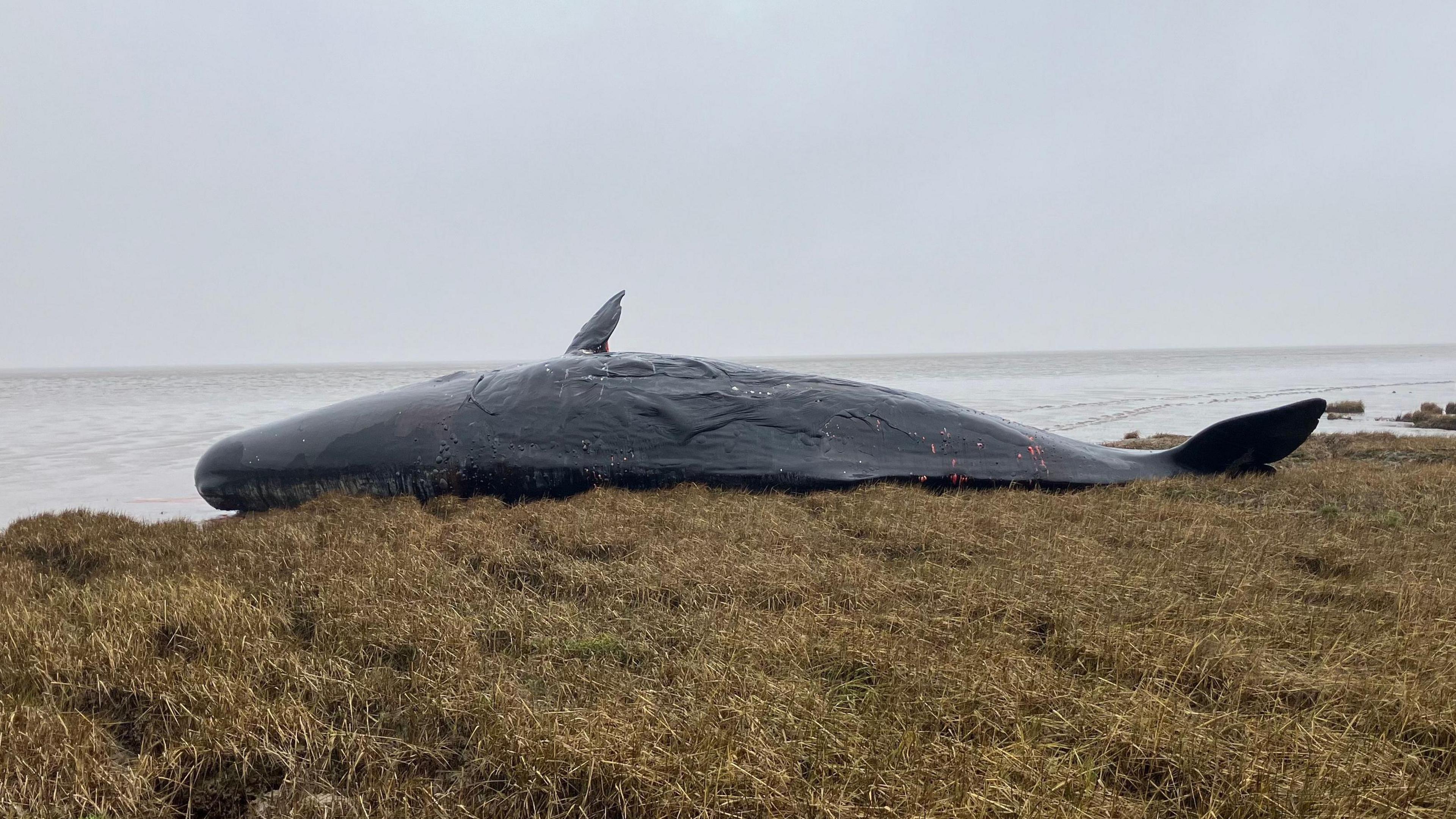 Dead whale on beach near Spurn Point