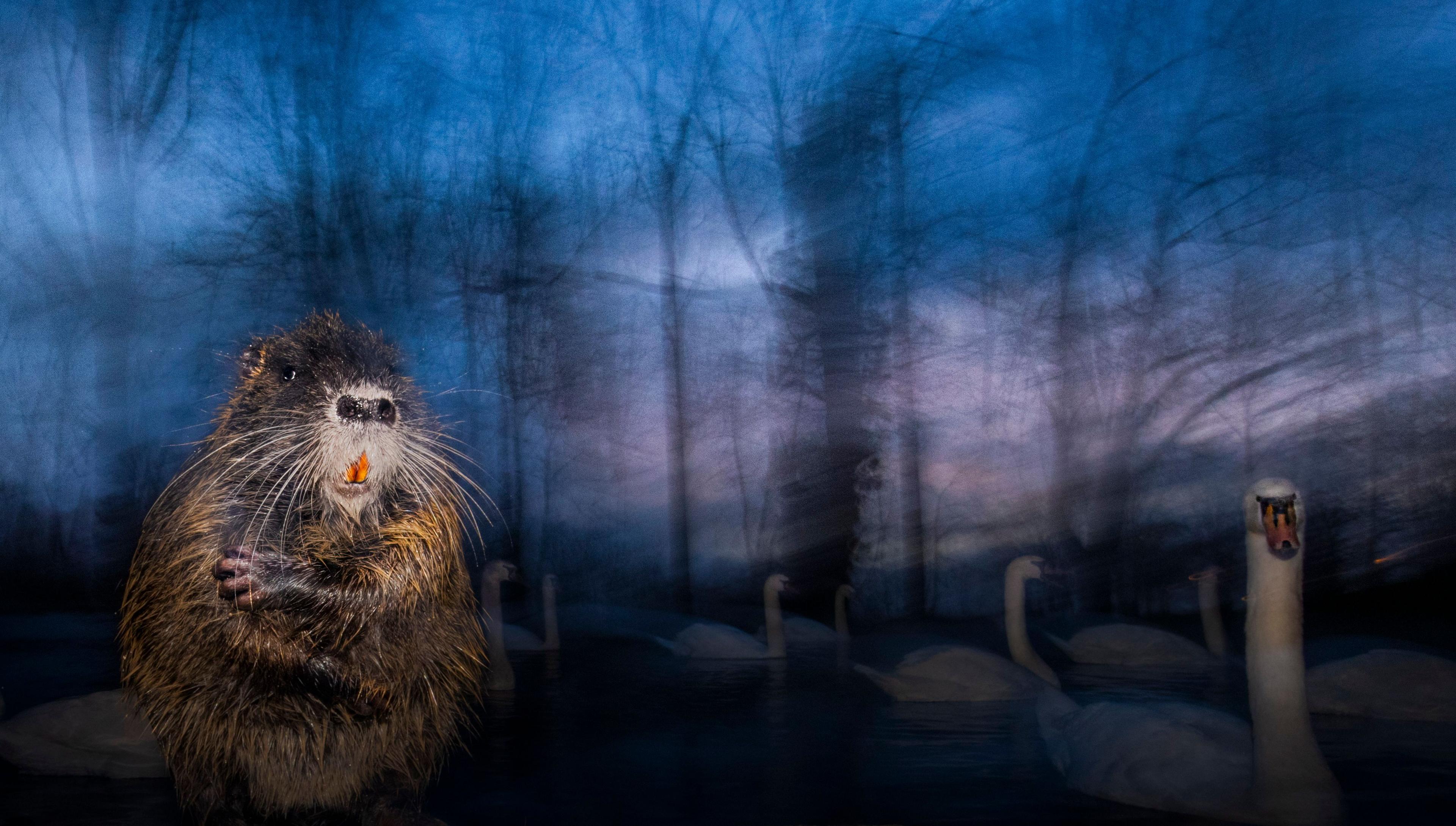 A coypu stands upright near a body of water during twilight. Behind it, ghostly swans glide across the water, framed by a dreamy, blurred background of leafless trees against a blue and purple sky.