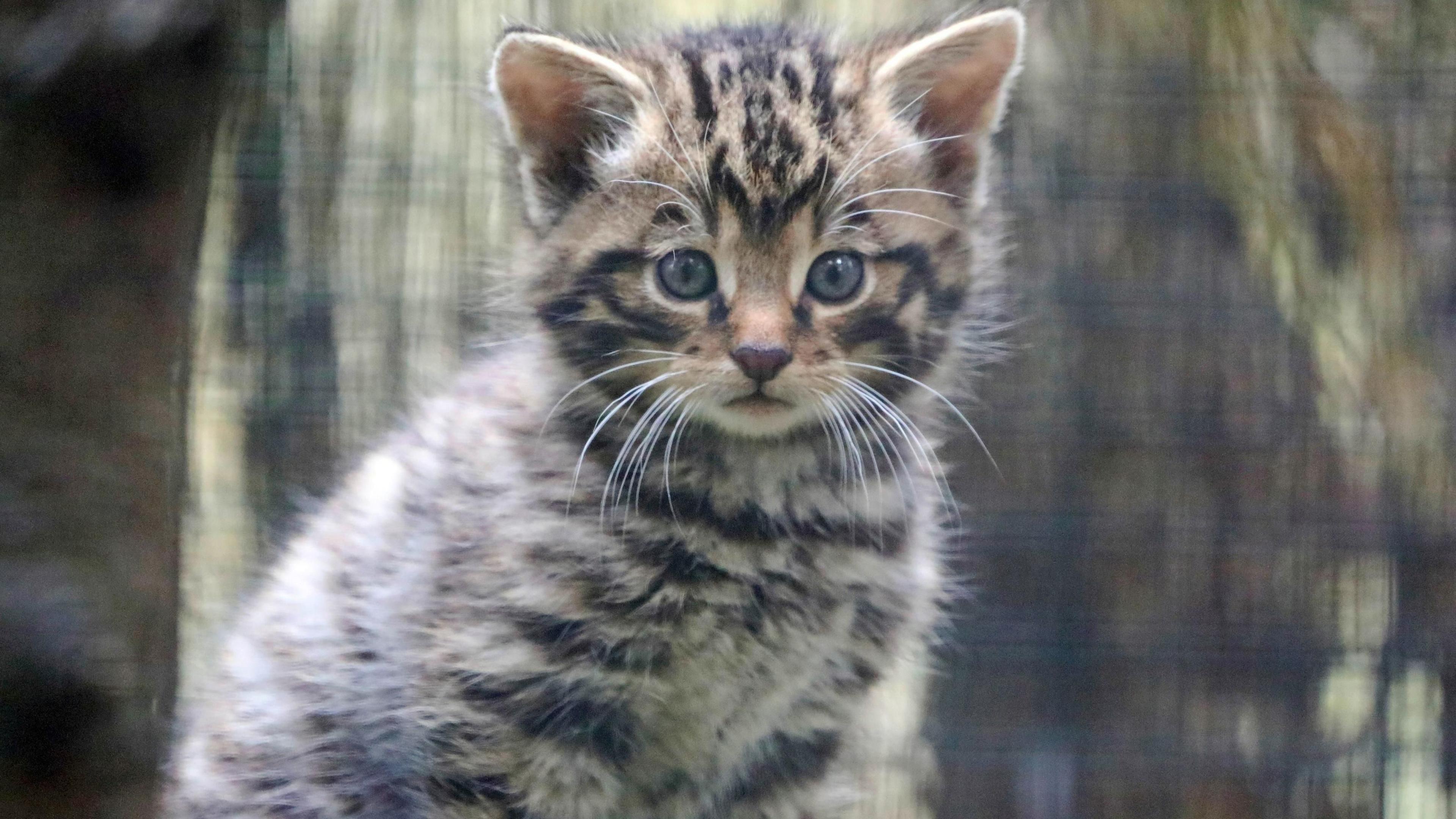 A Scottish wildcat kitten born at the RZSS Highland Wildlife Park